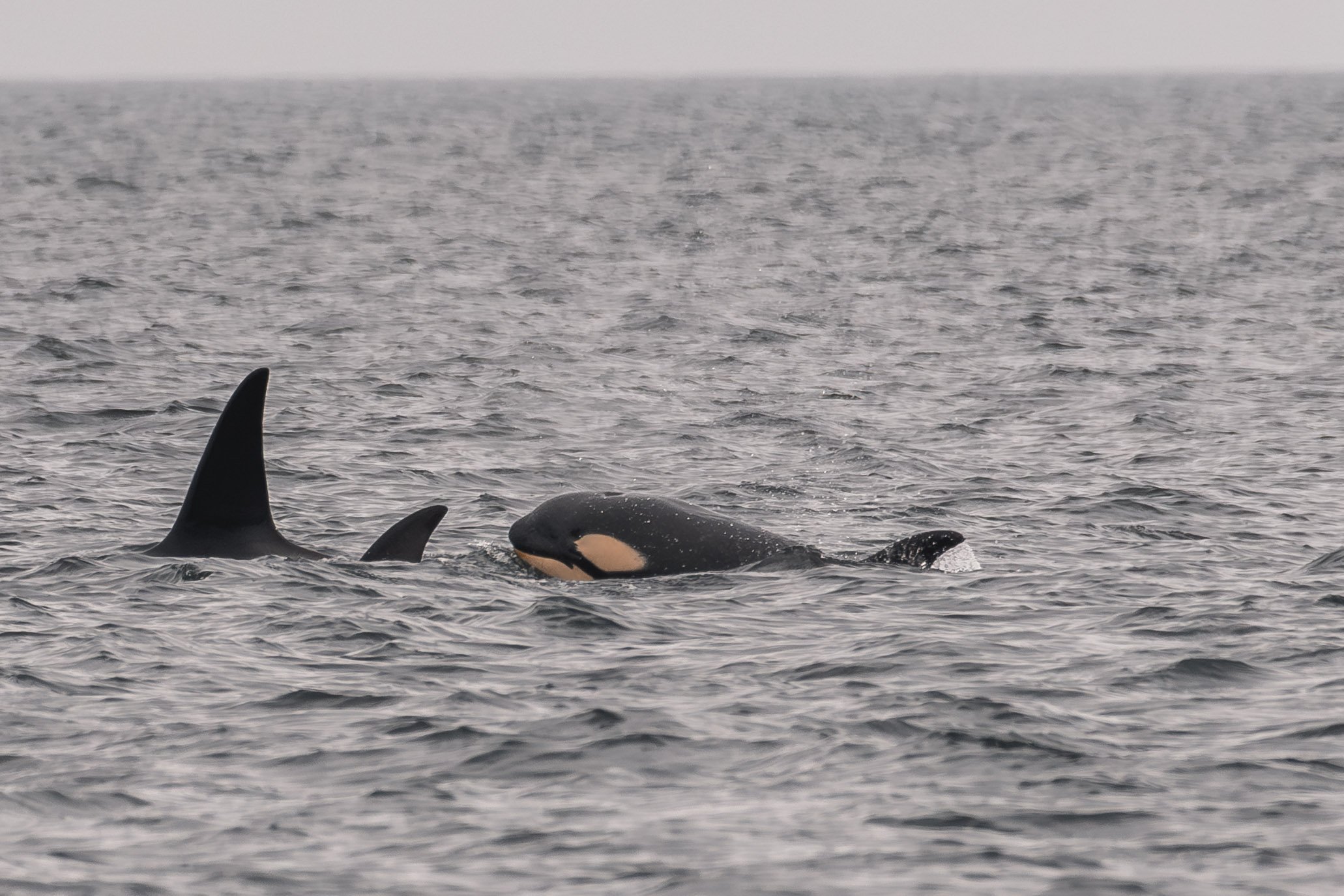 May 9, 2026 - Orca Party in the Outer Nanaimo Harbour