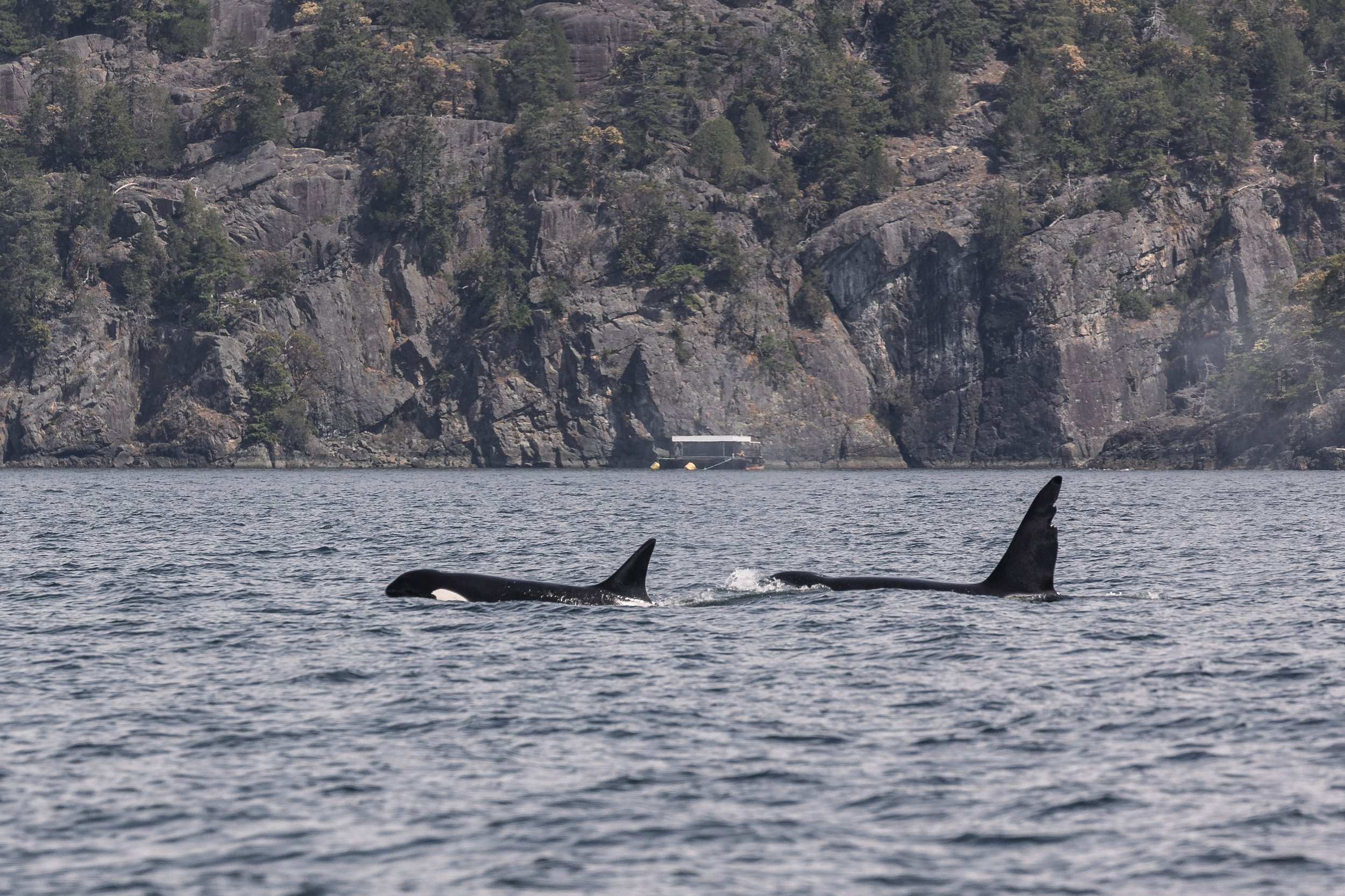 May 10, 2026 - A mothers day treat with some Salish Sea supermoms! 