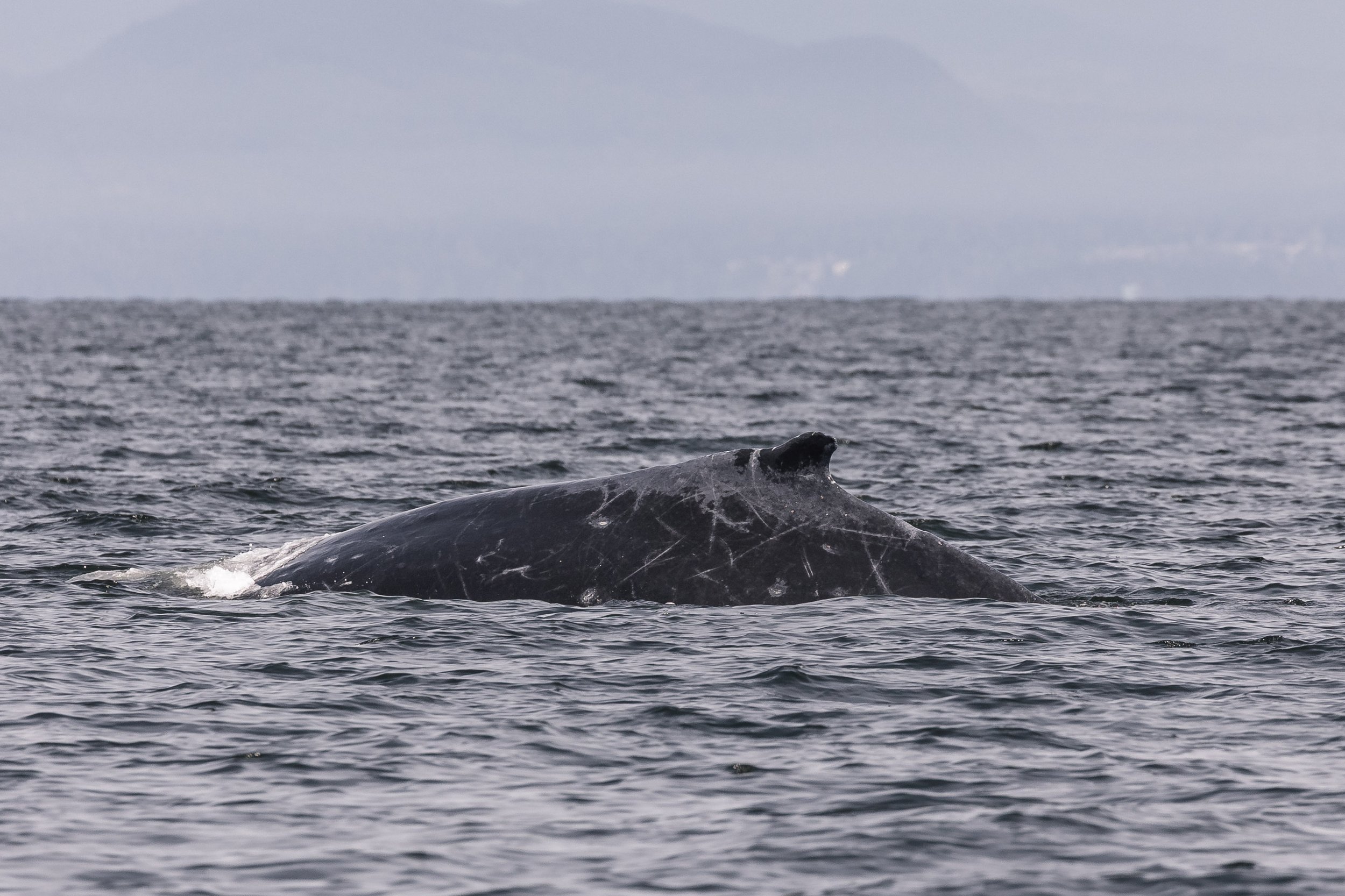 May 12, 2026 - A shy humpback forages off Thrasher Rock