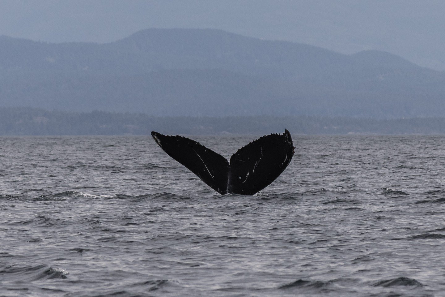 Welcome back, Olympus! 🎉

Olympus (BCX2075), born in 2018 to Divot, has returned to our waters for 2026! 

We spotted her feeding during our May 10th tour near Lasqueti Island.

For more photos, check out our recent sightings blog for the day, linke