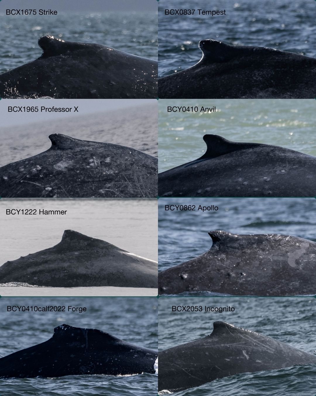 How do we identify our humpback whales?

One of the most reliable ways is when they lift their fluke (tail) on a dive. The underside of a humpback&rsquo;s fluke is highly distinctive, with unique patterns of pigmentation and scarring across a surface