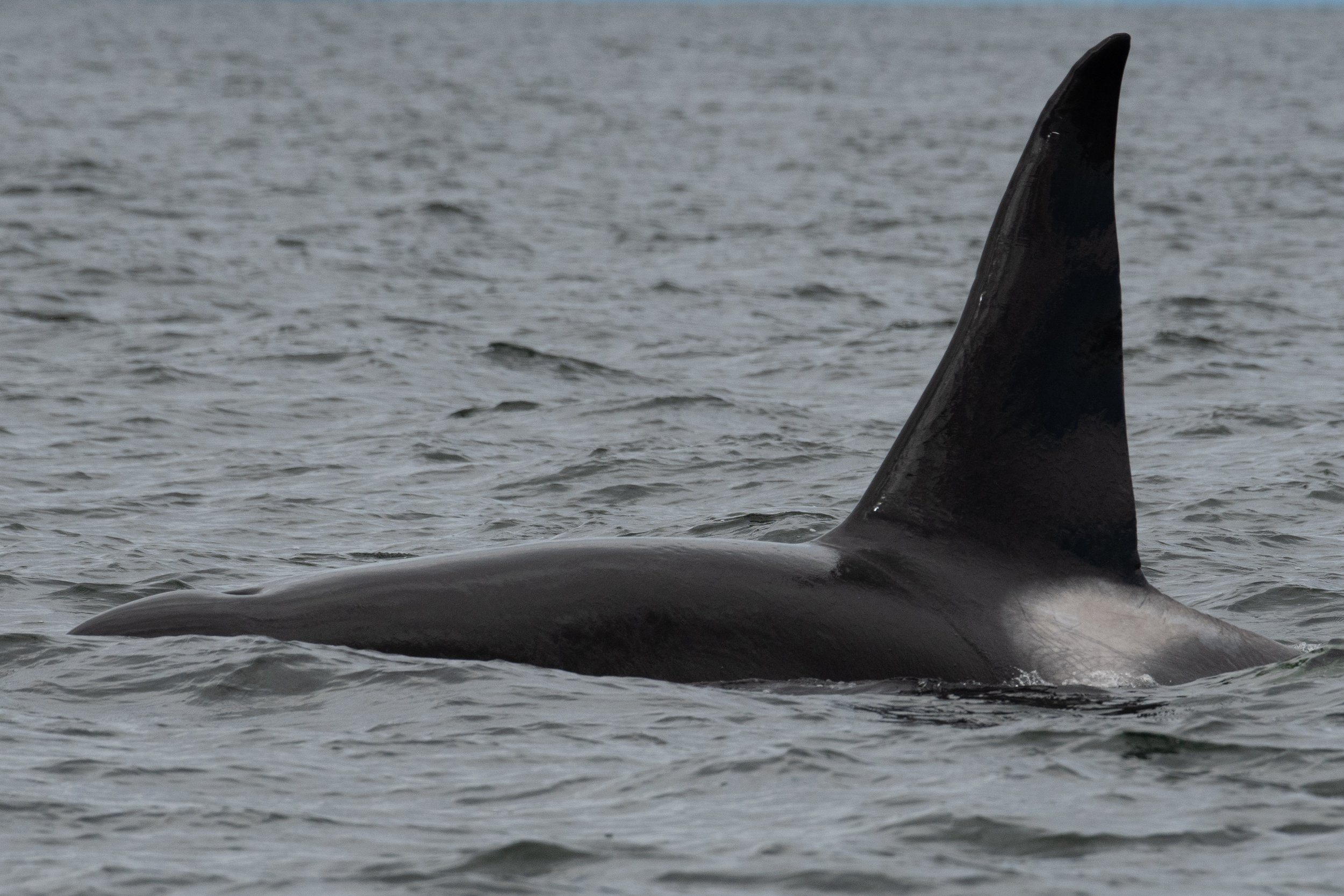 May 14, 2026 - Double species in the SOG