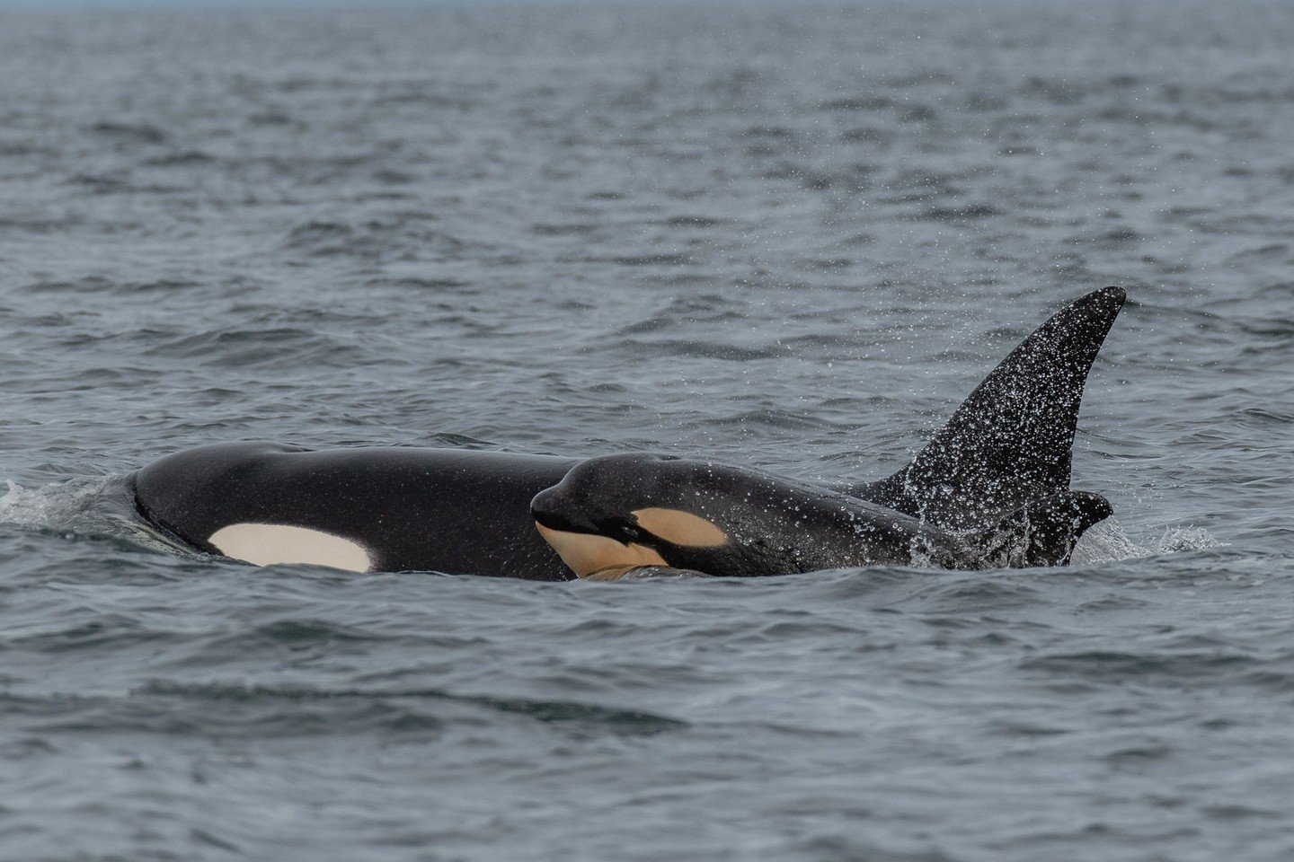 We have had an action-packed spring so far with many different encounters, including some with T124A4 Sabio with her calf T124A4A Strix, as well as T124A1A Sabine. 

Well, did you know that 2 years ago today, we captured this adorable photo of Sabine