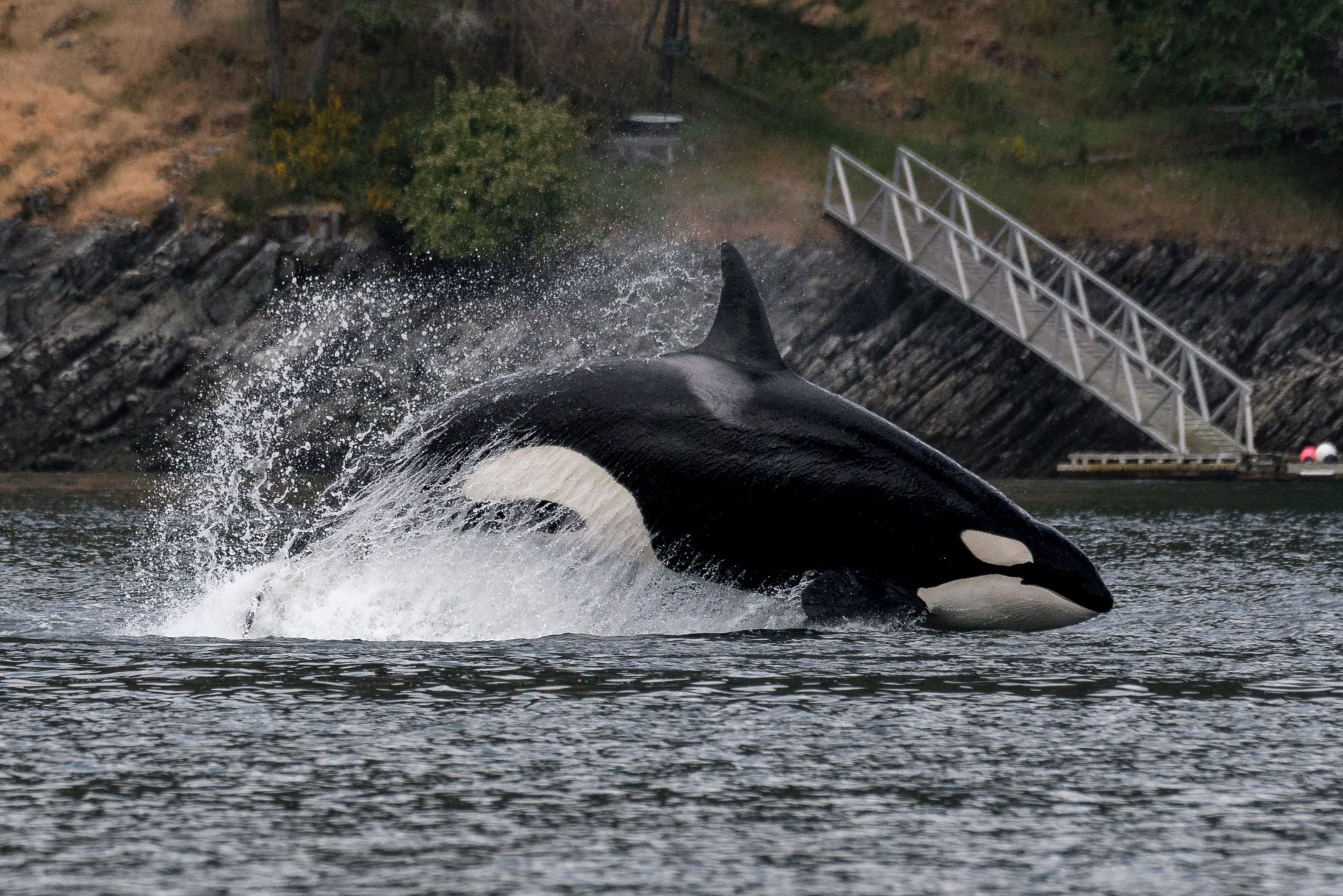 May 16, 2026 - Orcas hunting in Sansum Narrows!
