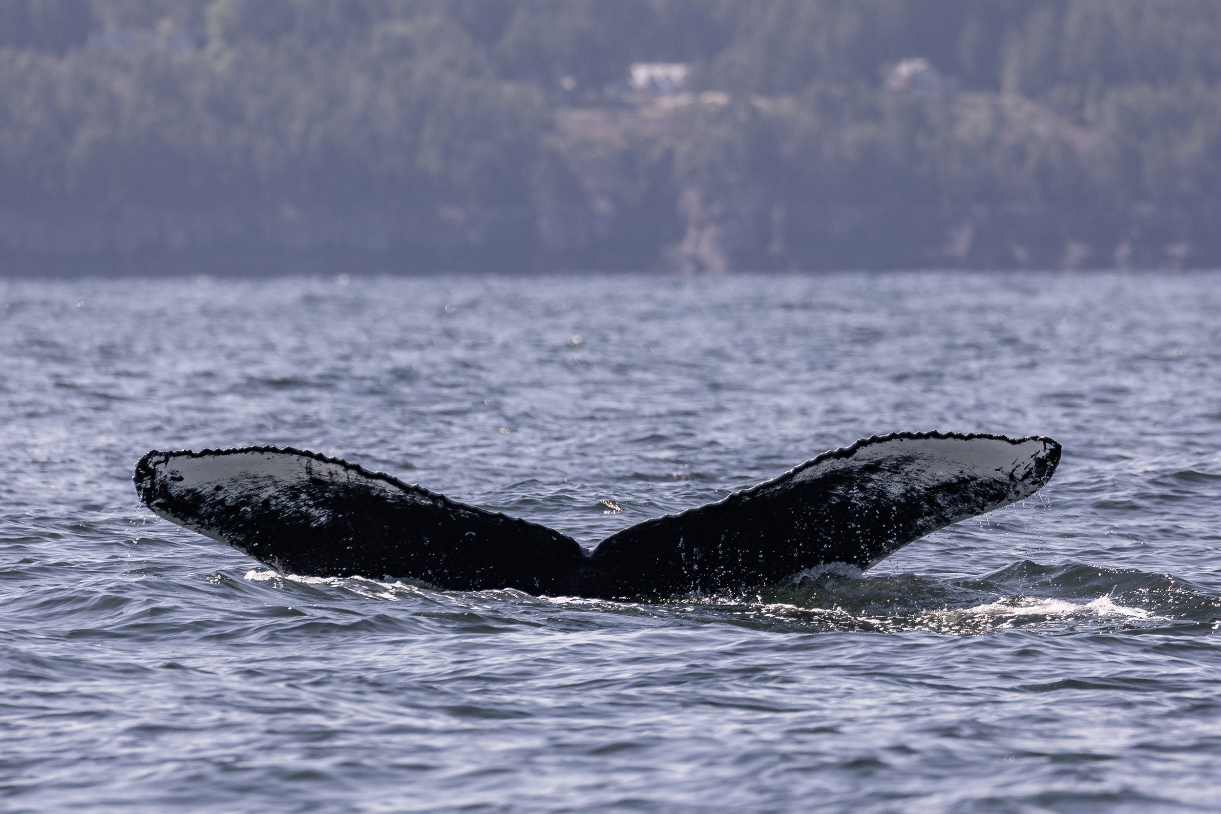 May 17, 2026, 10:30 AM - A Trio of Hungry Humpbacks