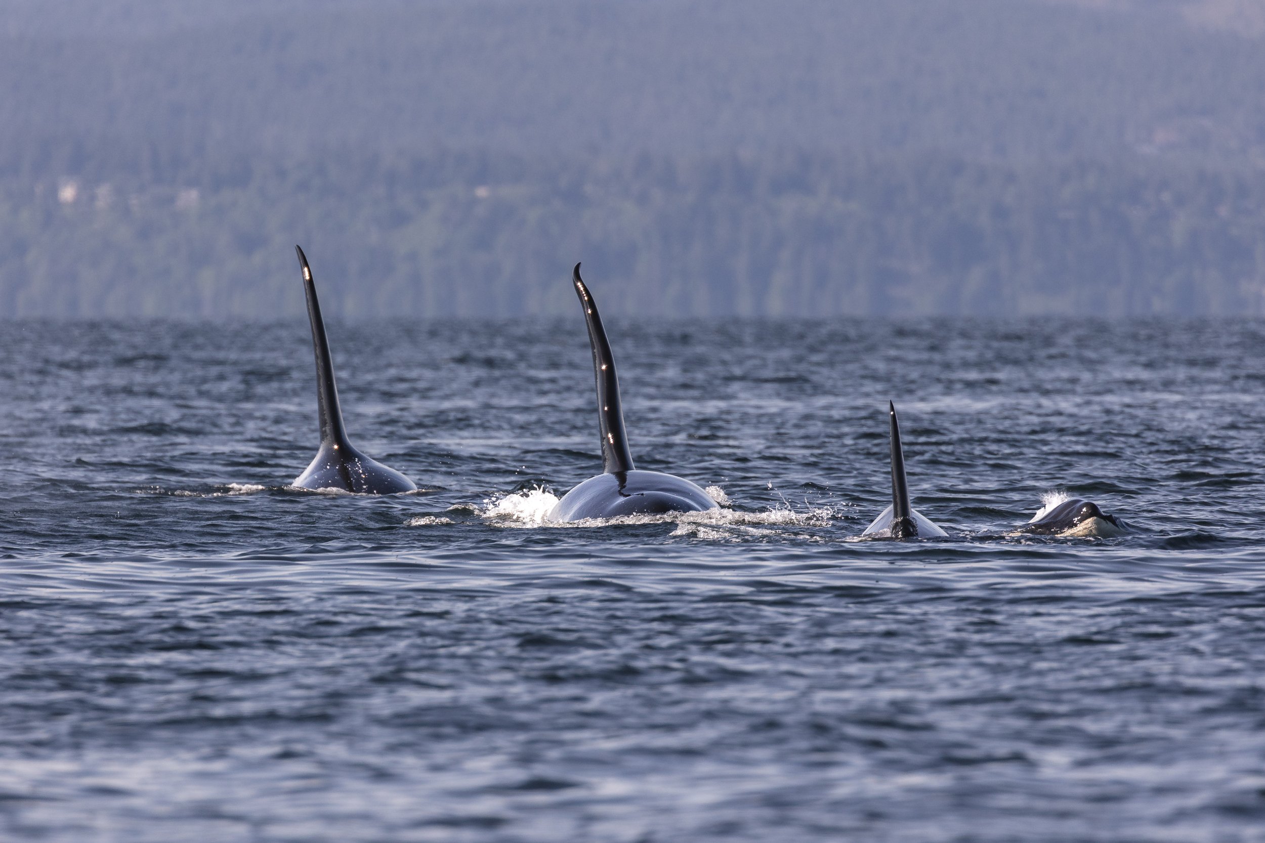 May 17, 2026, 3:30 PM - A massive party starts off of Halibut Bank!