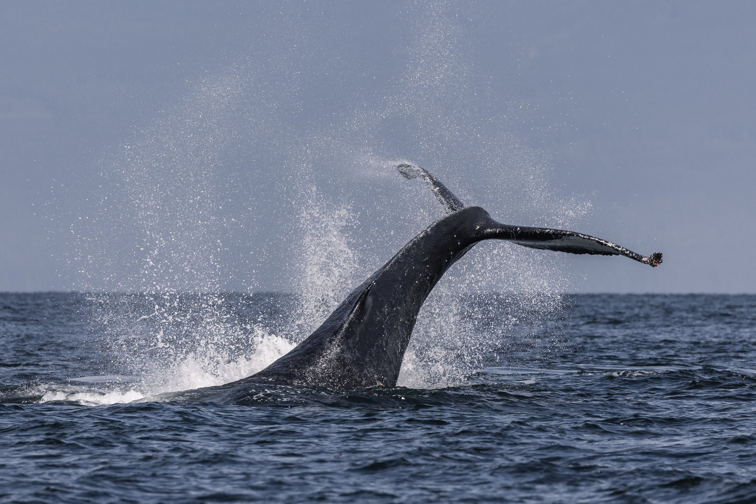 May 18, 2026, 10:30 AM - The Humpbacks are back with a splash! 
