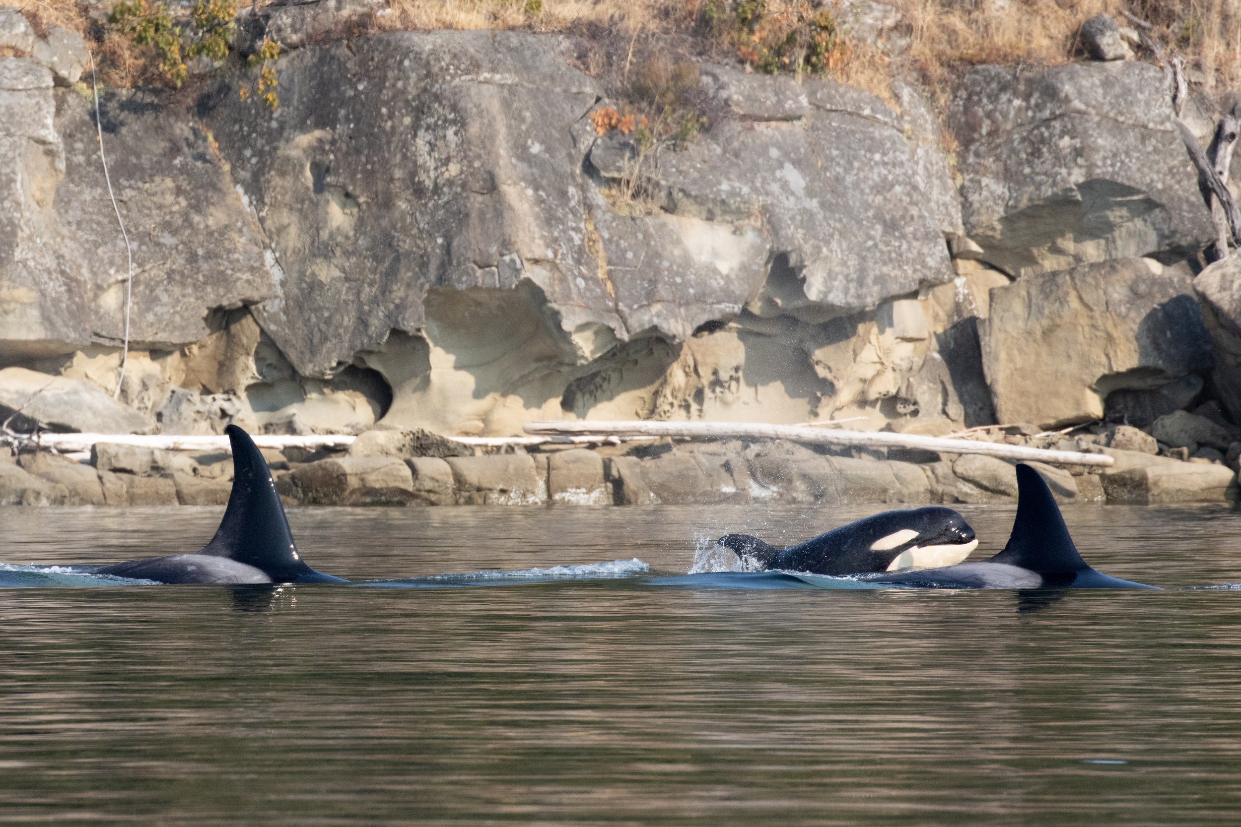 T049As - The harbour whales