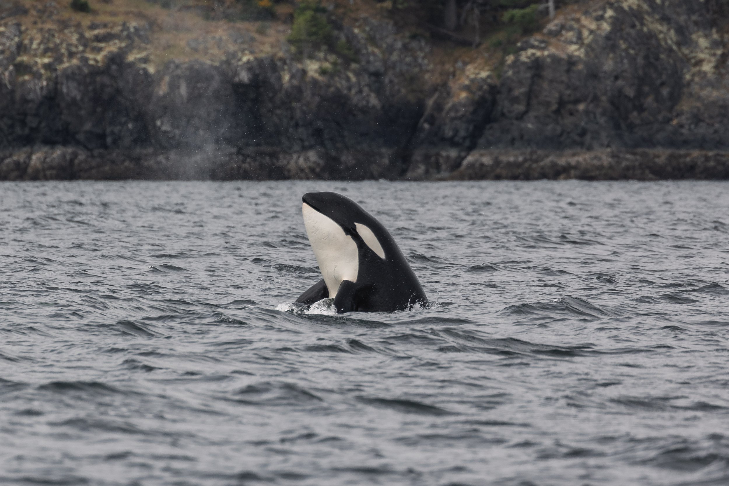 May 19, 2026 - Celebrations with the T086As plus 4 humpbacks