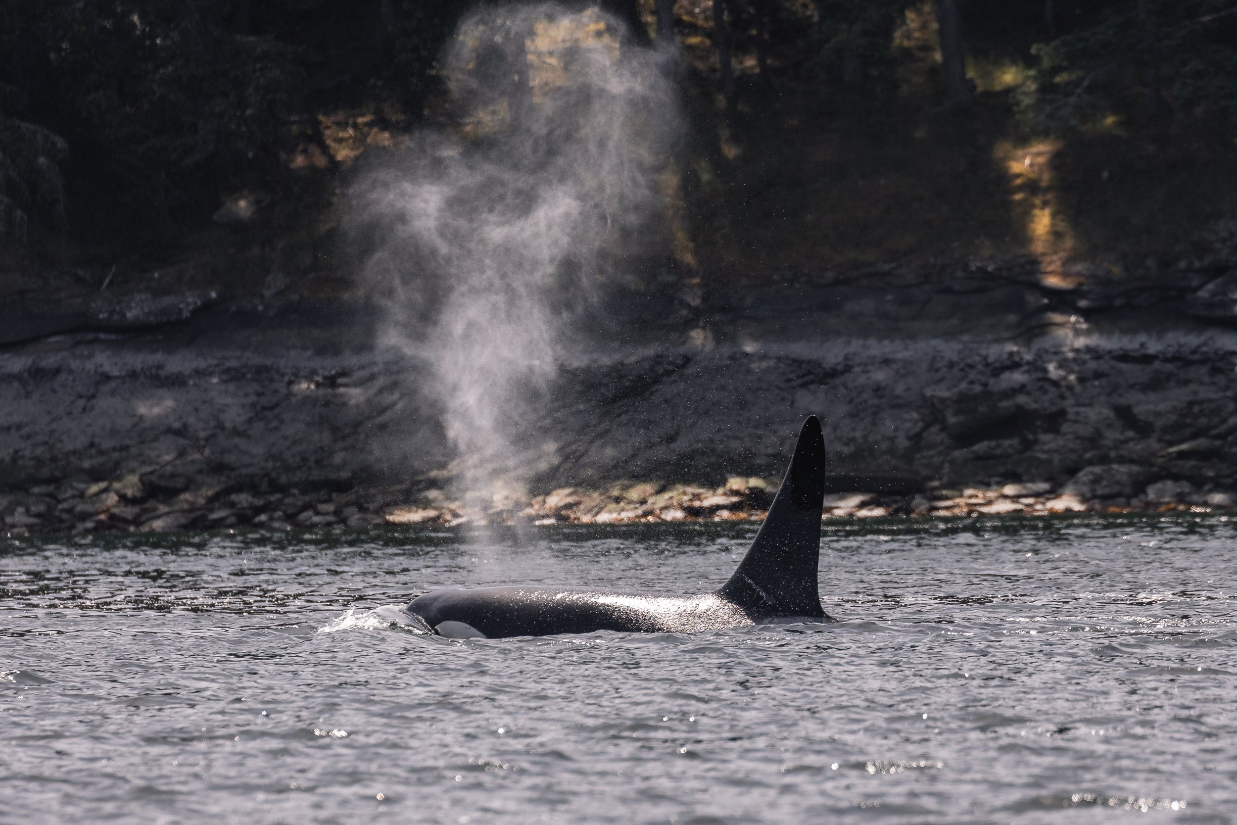 May 20, 2026 - Three seperate whale encounters in one trip!