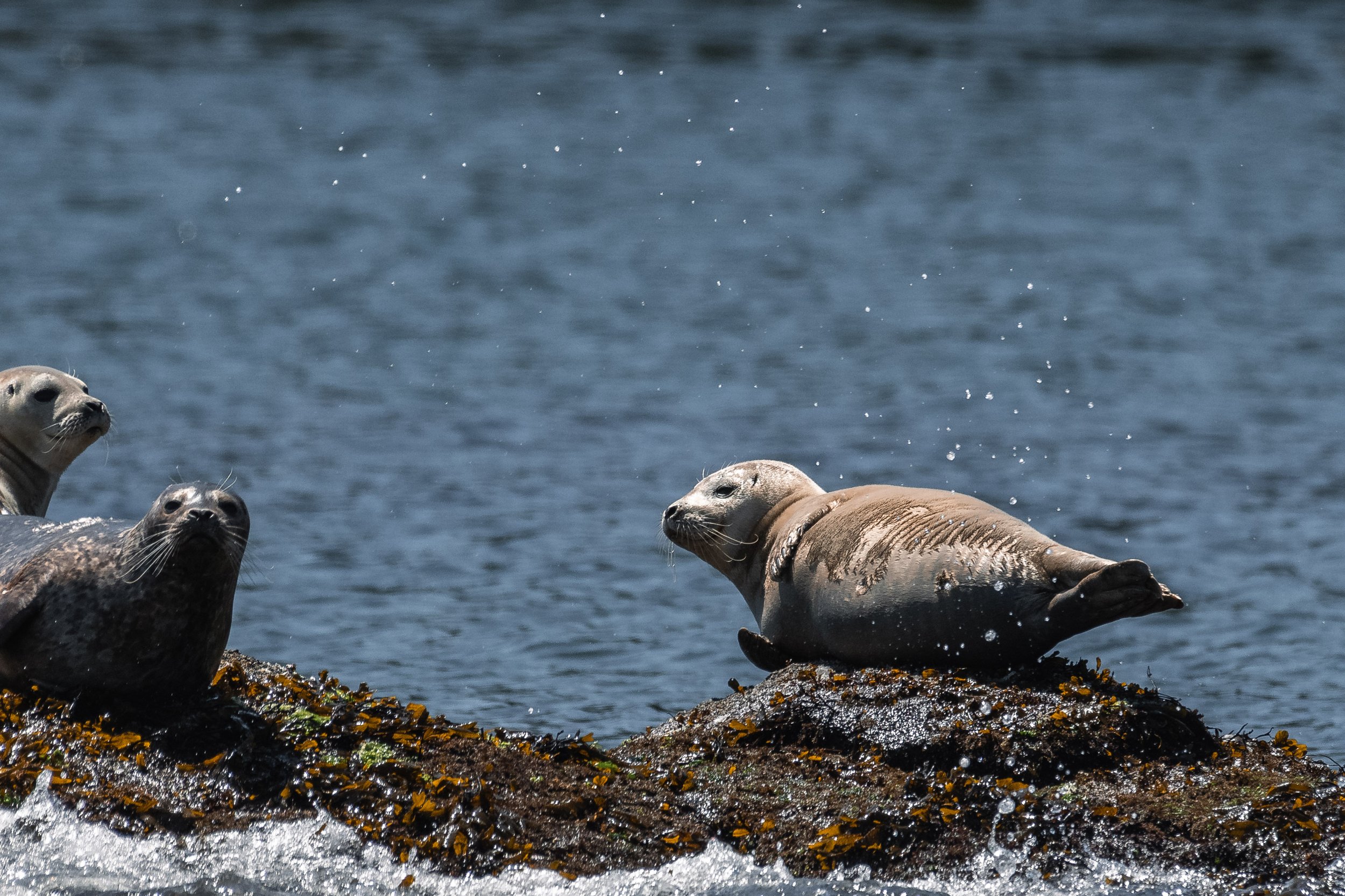 May 21, 2026 - Seals and Sea Lions sunning in the Salish Sea