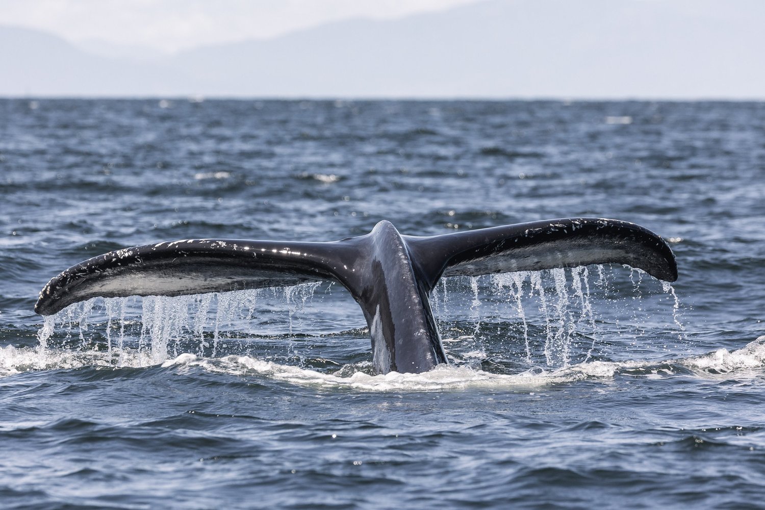 May 22, 2026 - A bowl of Humpback soup is on the menu! 