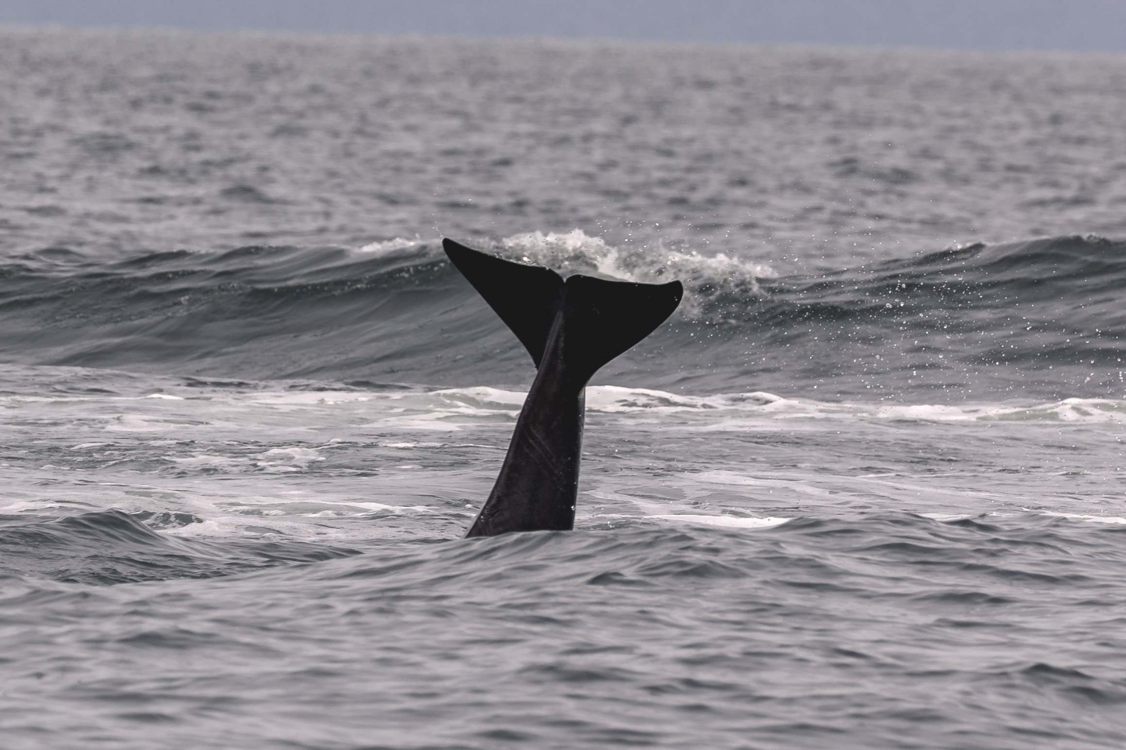 May 23, 2026, 10:30 AM - Patience Pays Off in the Salish Sea!