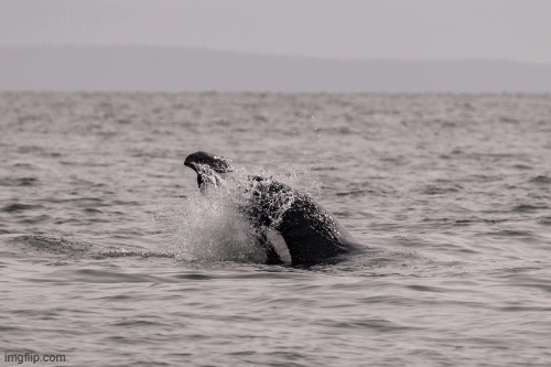 May 23, 2026, 3:30 PM - 'Porpoising' along for lunch plus a dozen humpbacks too!