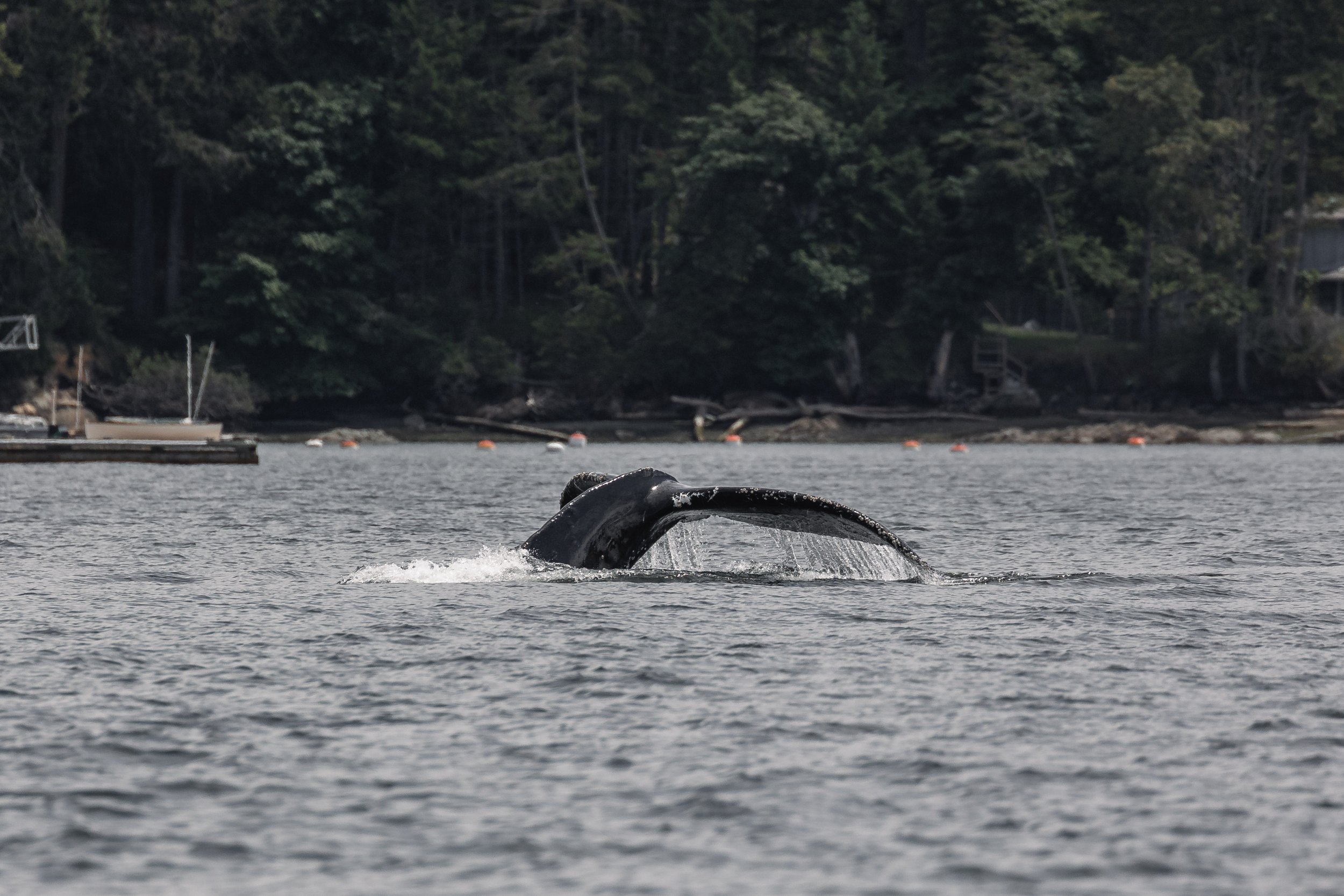May 26, 2026 - Humpbacks Spread throughout the Sea
