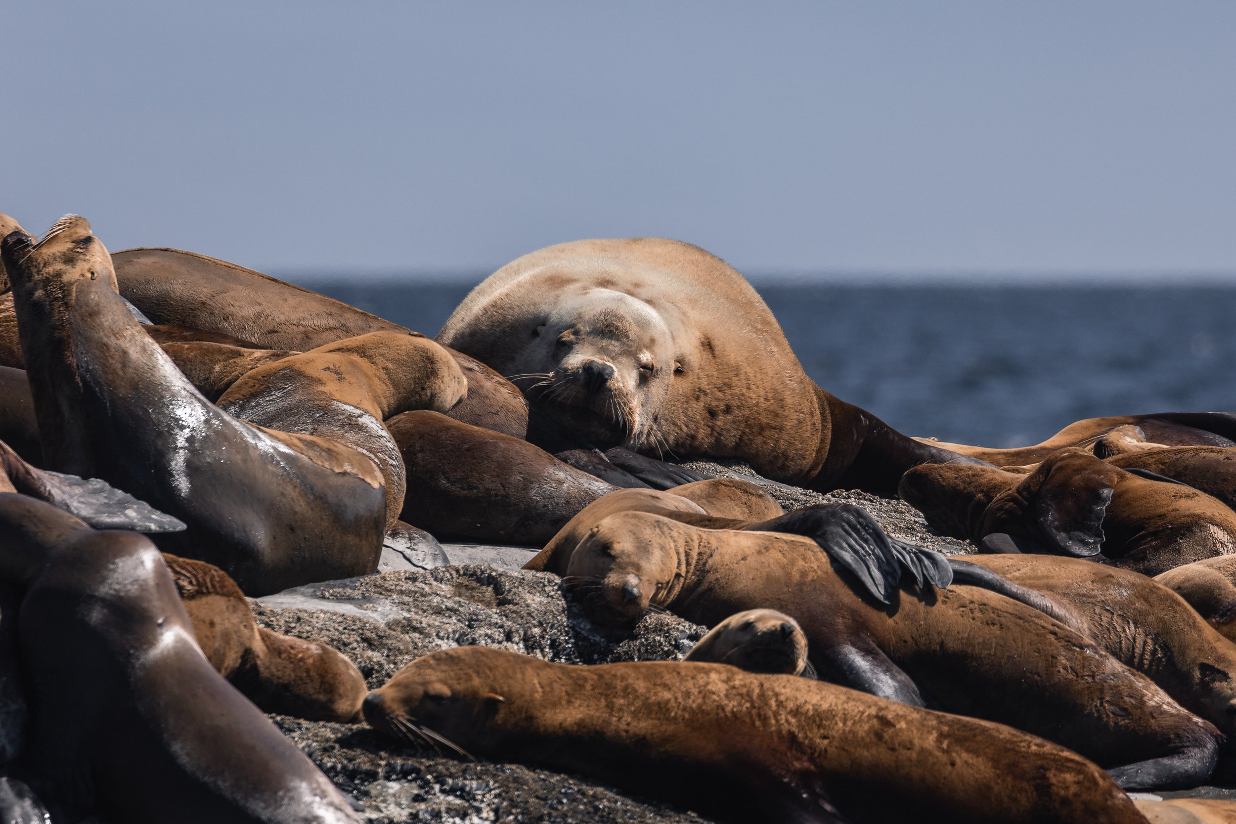 May 27, 2026 - Exploring the Gulf Islands