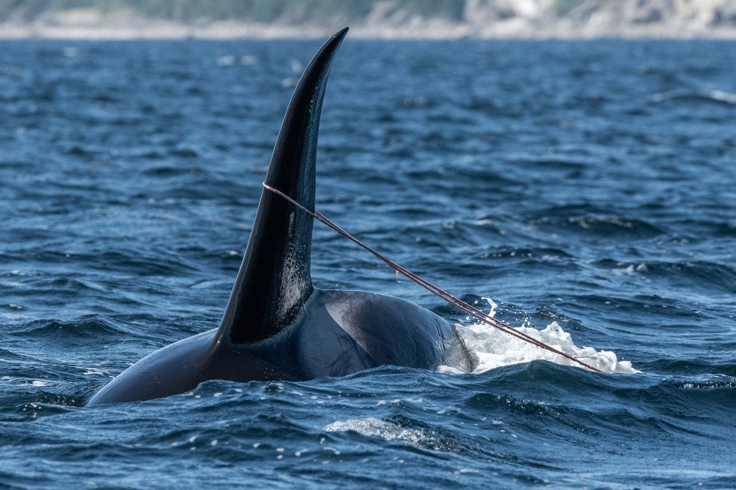 Have you ever wondered how we know when orcas have successfully hunted while we&rsquo;re out on the water?

The truth is, it&rsquo;s not always obvious.

Some hunts are easy to identify; you might see clear surface activity, tight group coordination,