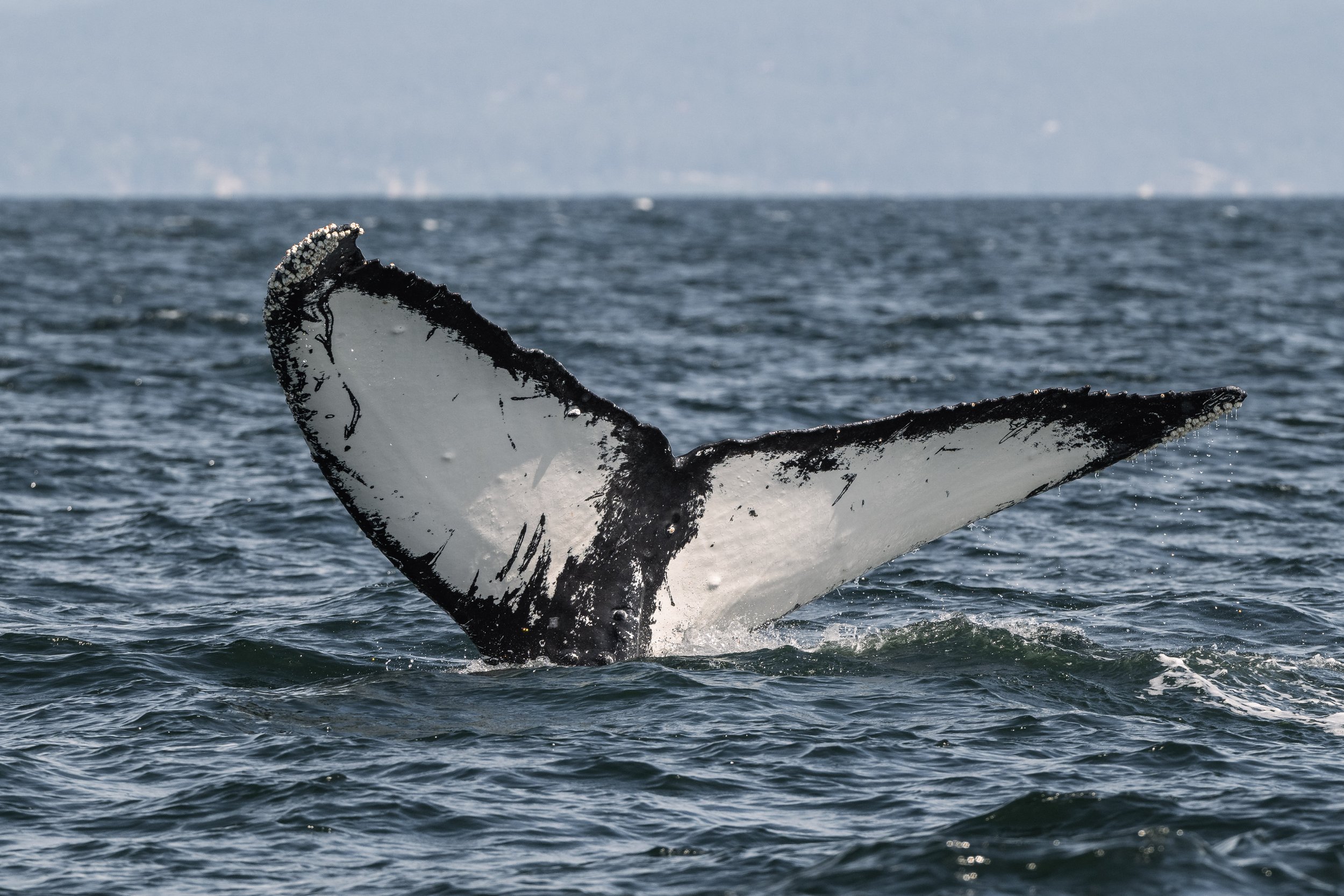 May 28, 2026 - Seven swimming Cetaceans. 