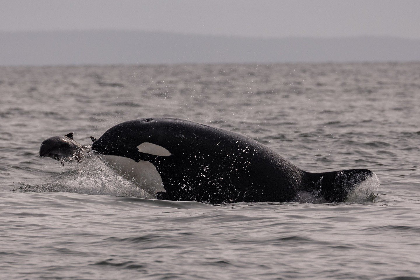 Lunch time looks a bit different for orca 🍽️

On May 23rd, the T124A1s and T124A2s were seen hunting for their next meal! This shot of T124A2 Elkugu features their prey, a Harbour Porpoise, zipping by ahead of her. 

Check out our Recent Sightings b