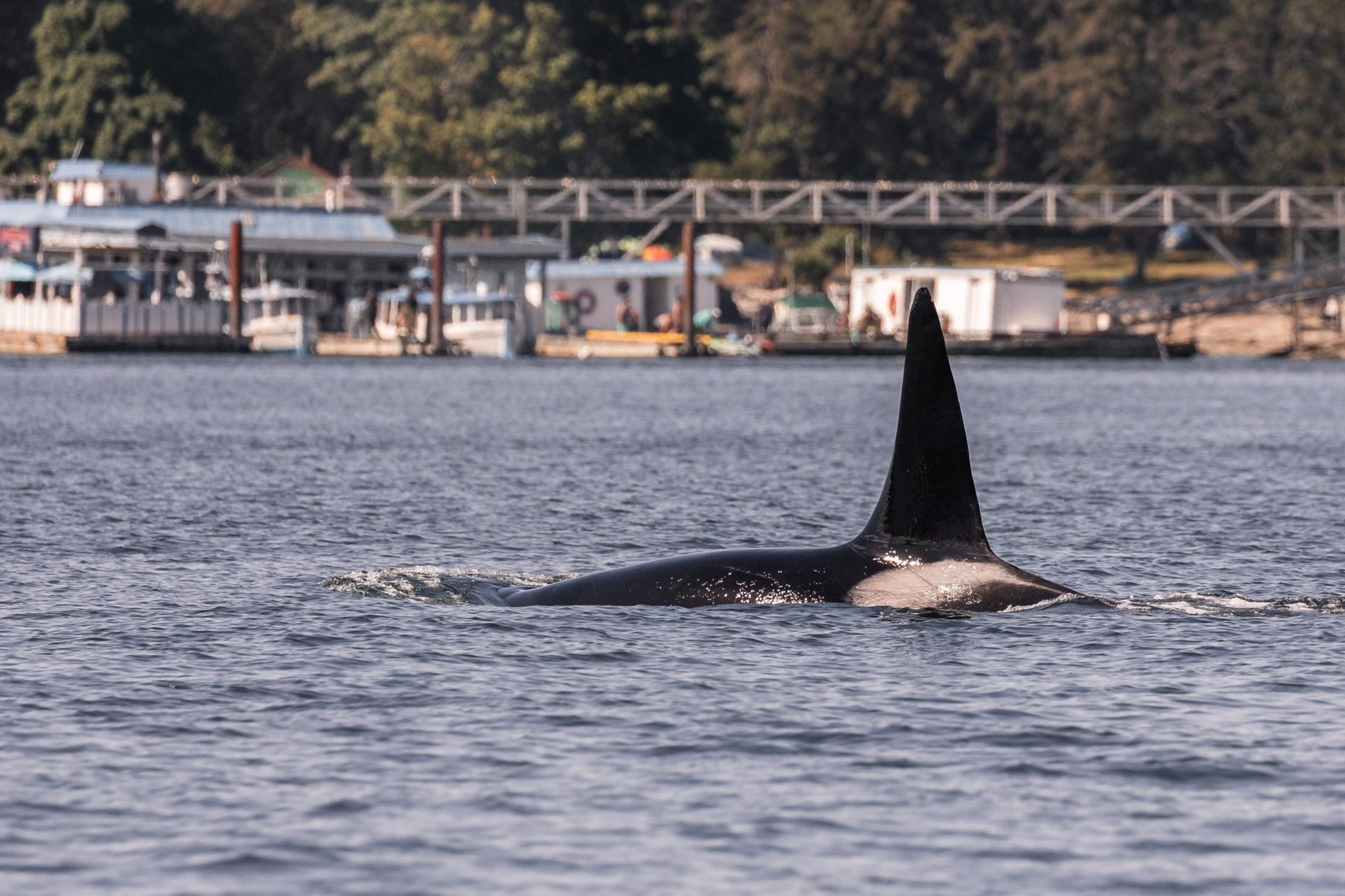May 30, 2026 - Humpbacks galore (and a couple orca too)