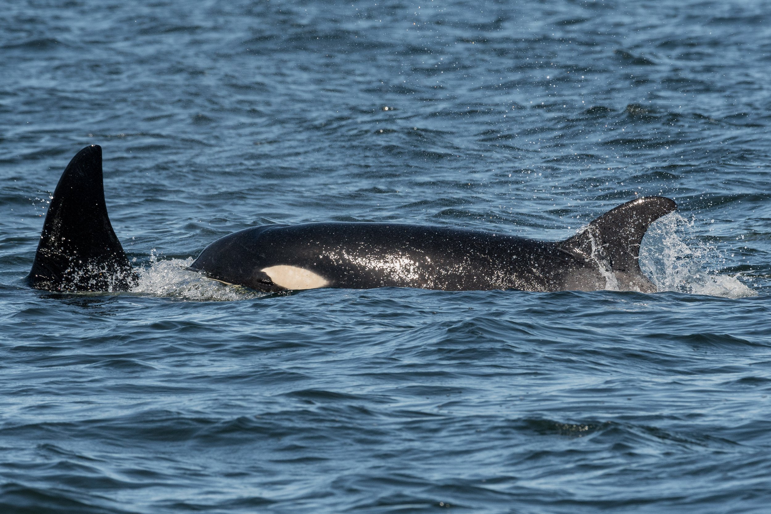 May 31, 2026 - Orca inside the Islands!