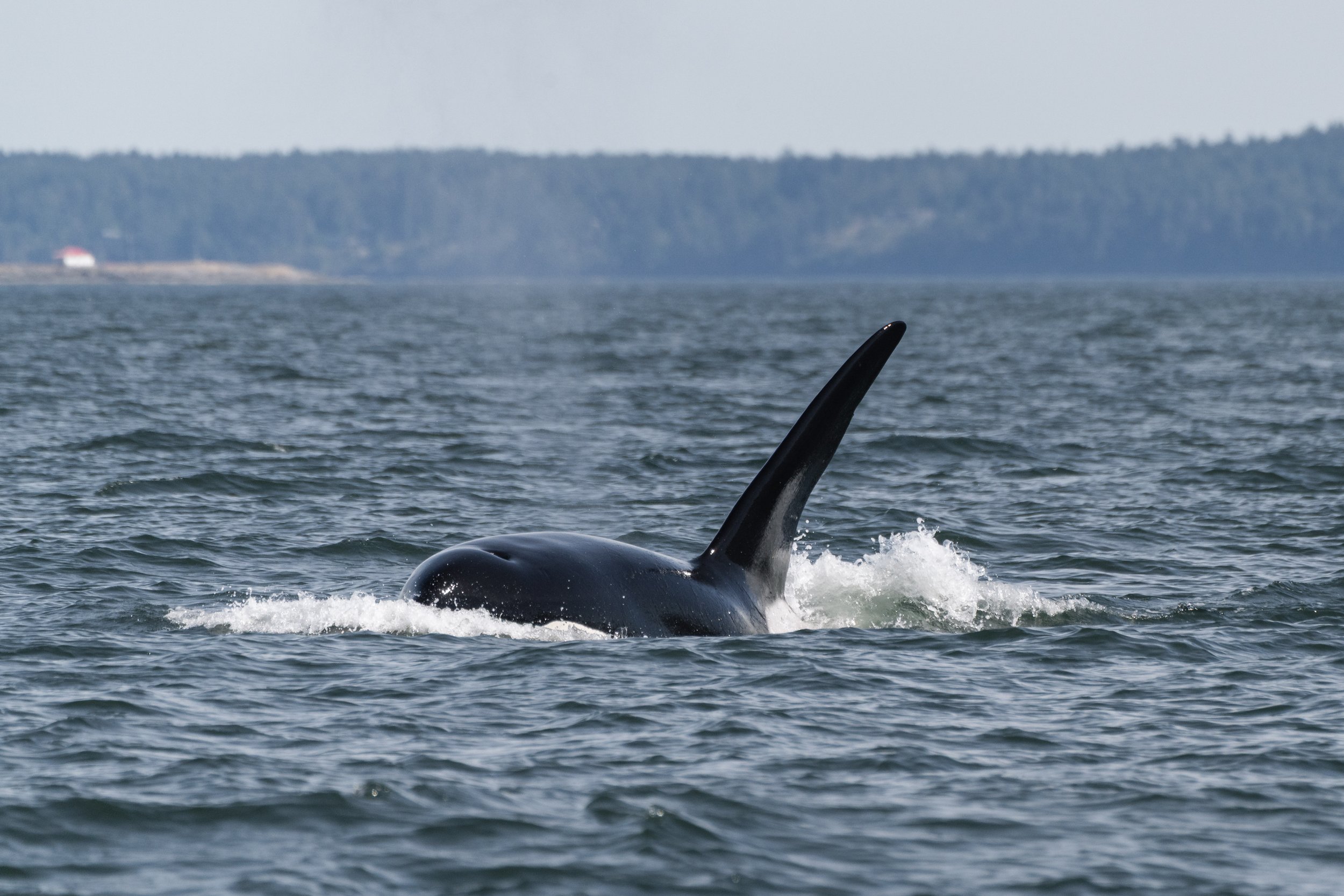 June 1, 2026, 3:30 PM - The party continues, plus some humpbacks!