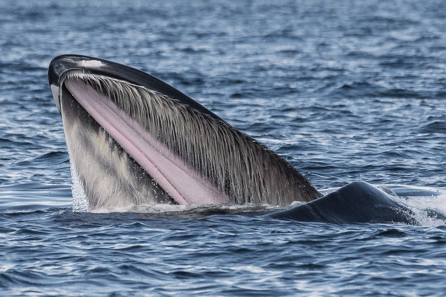 It&rsquo;s the Season for Feeding Humpbacks!

Humpback whales are truly remarkable migratory animals, travelling nearly 6,000 km between their breeding and calving grounds and their rich feeding areas, like here in the Salish Sea. During this long jo