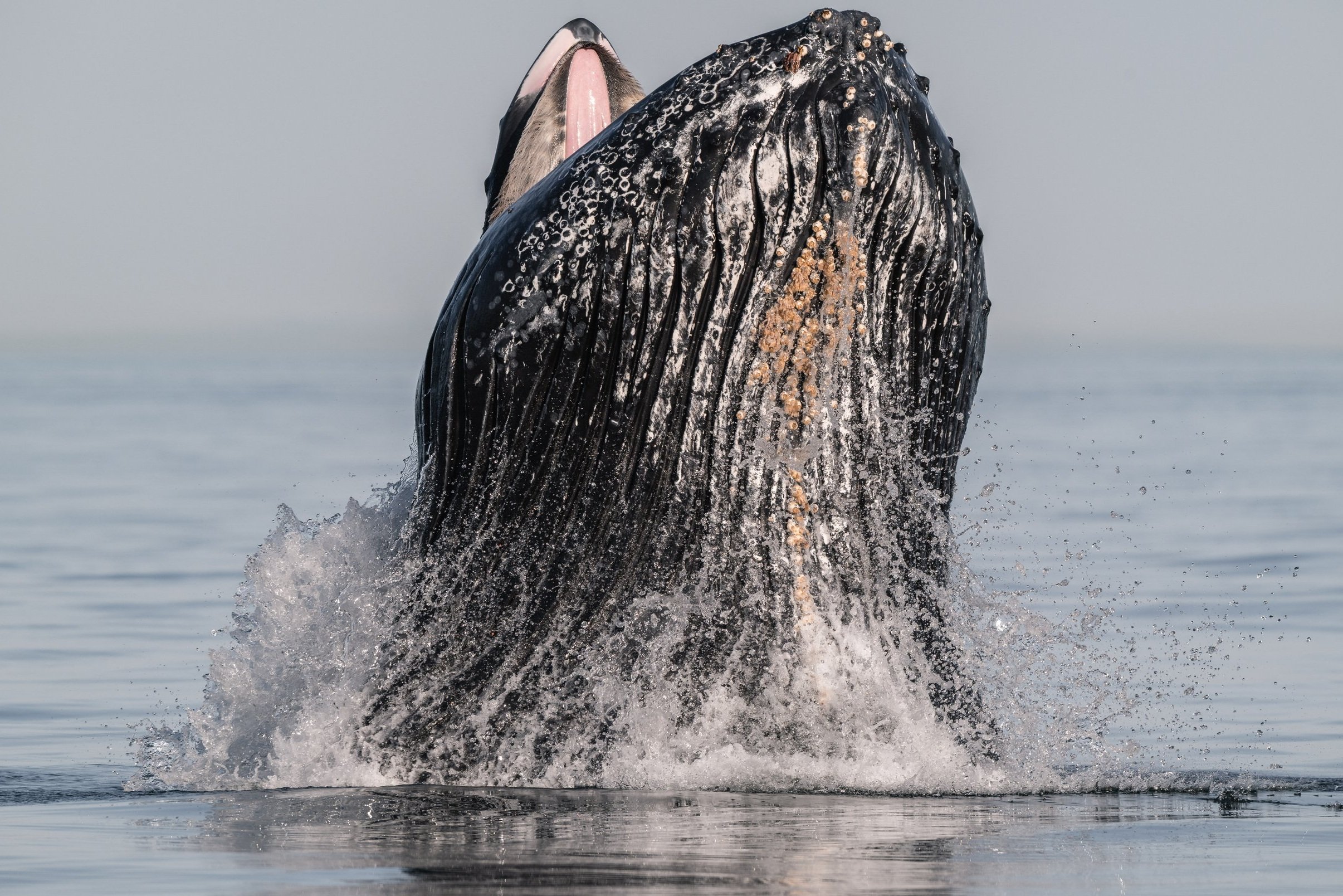 June 2, 2026, 3:30 PM - The orca mingle in Howe Sound - Ulli lunges through the Strait! 