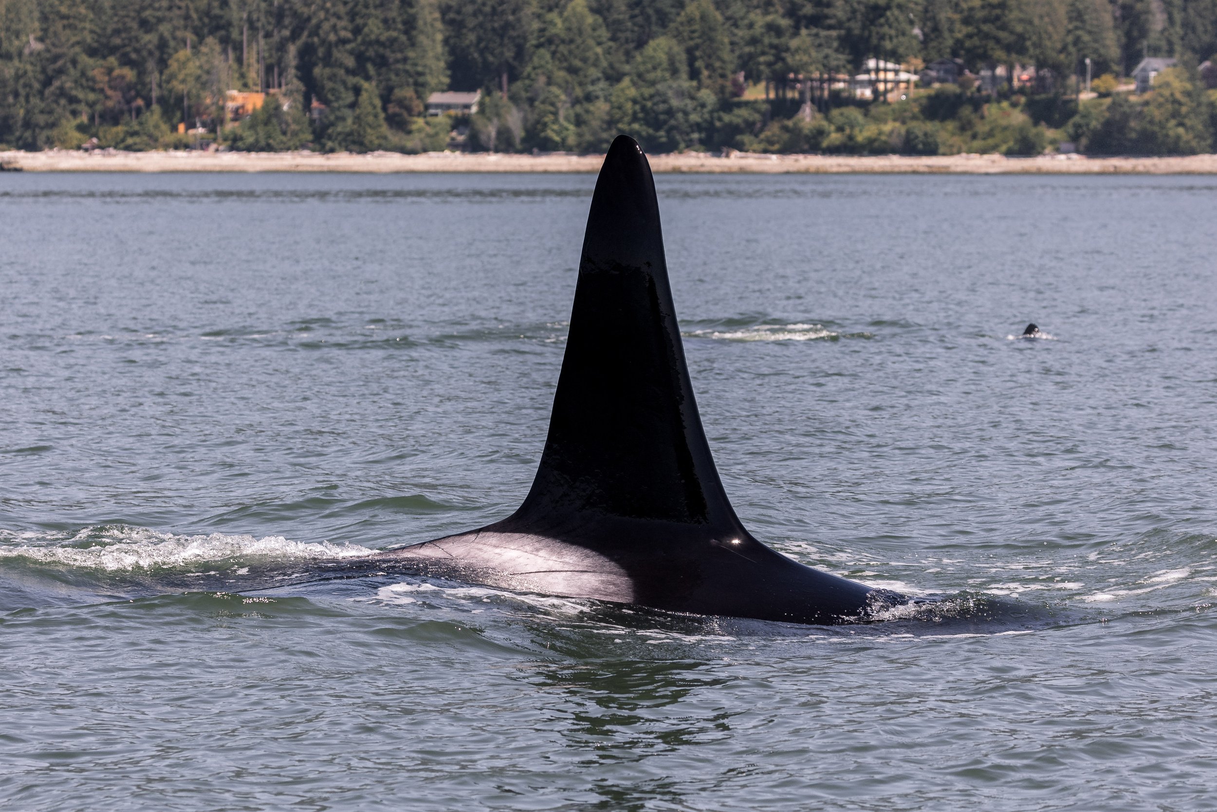 June 2, 2026, 10:30 AM - A species extravaganza in the Salish Sea! 