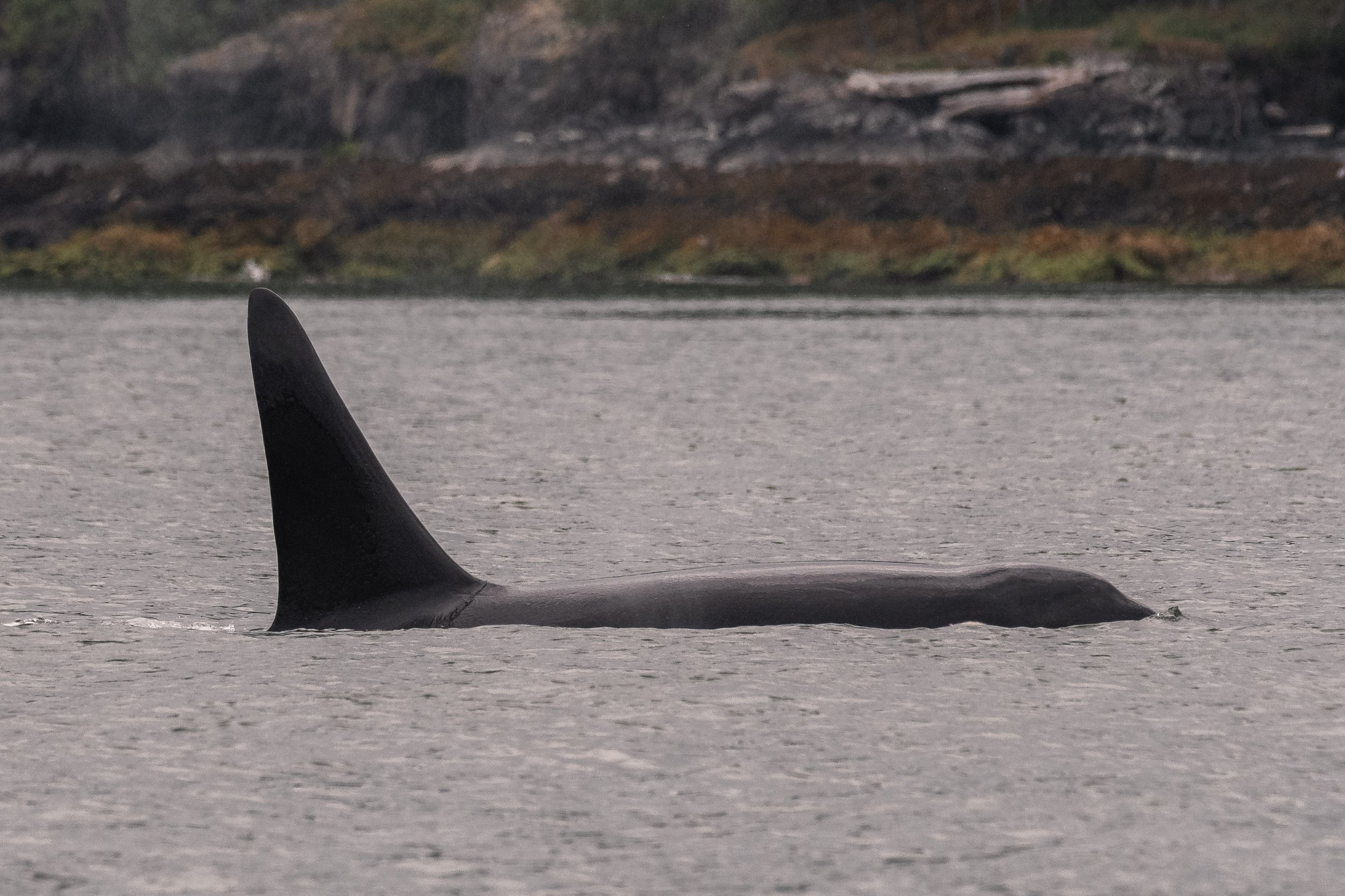 June 3, 2026, 10:30 AM - The Howe Sound party continues