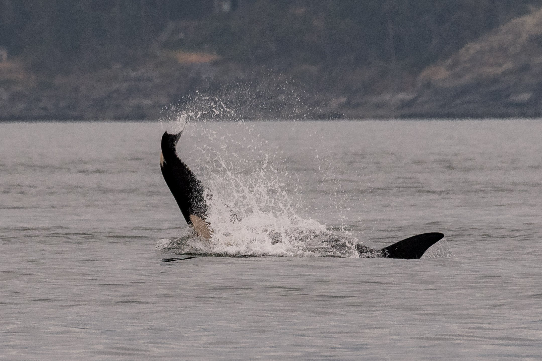 June 3, 2026, 3:30 PM - Frolicking calves amongst the pods