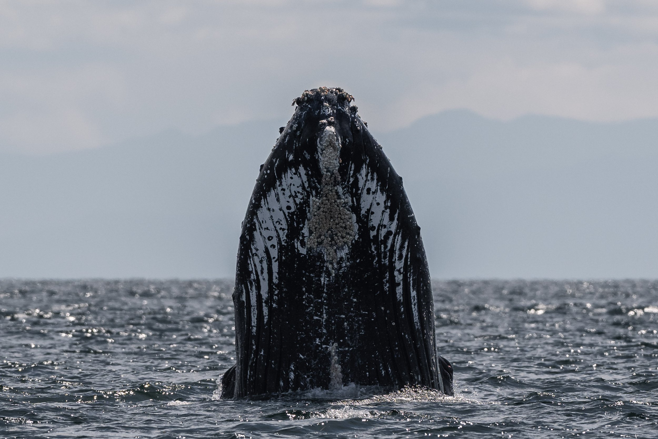 June 4, 2026, 10:30 AM - Humpbacks going Srait to the party! 