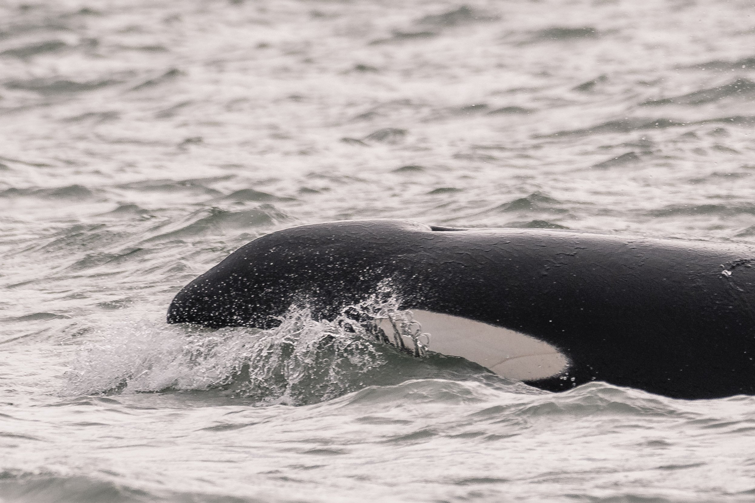 June 4, 2026, 3:30 PM - Some wind and some whales in the Salish Sea. 
