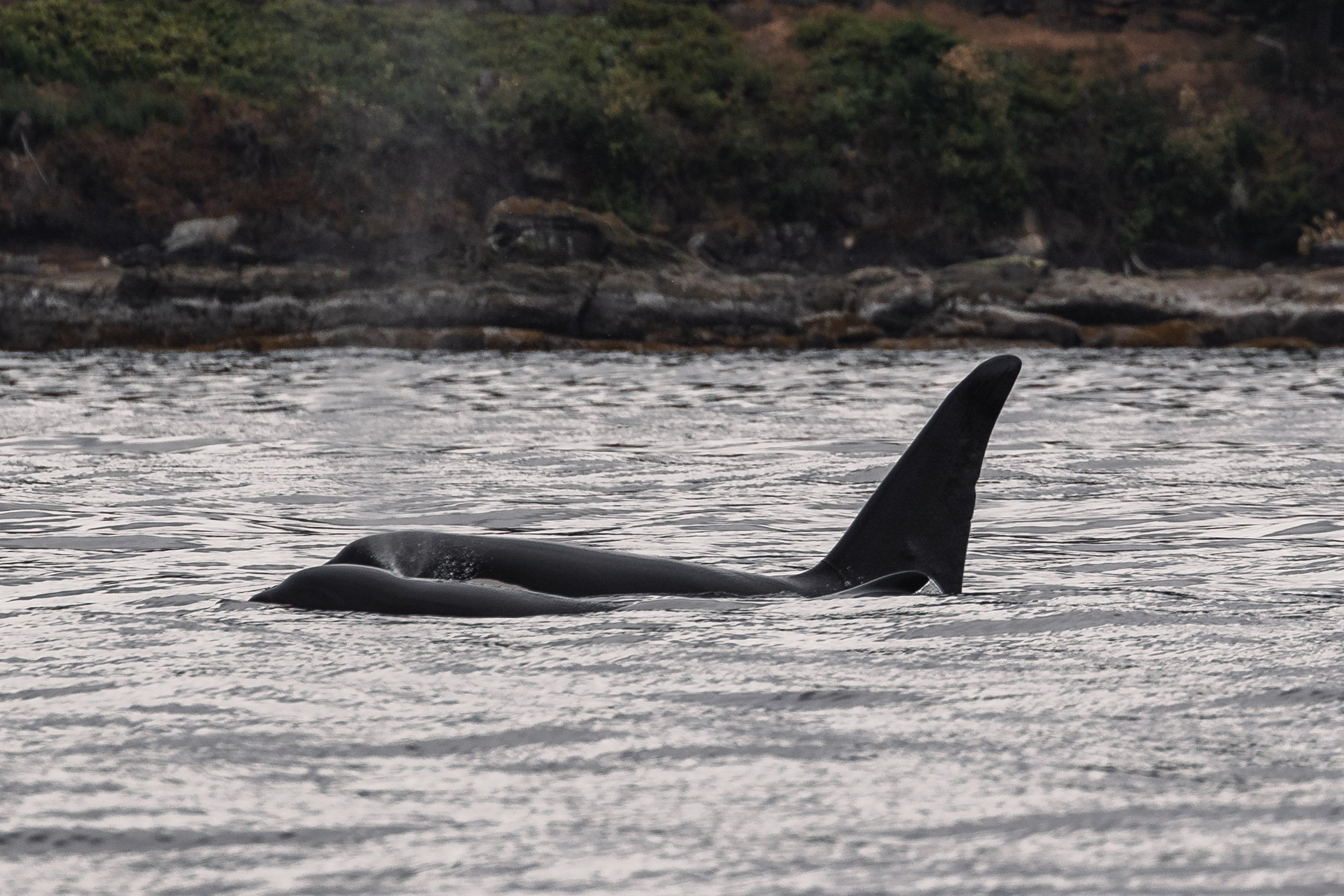 June 5, 2026, 10:30 AM - A lazy friday T-party through the Gulf Islands.