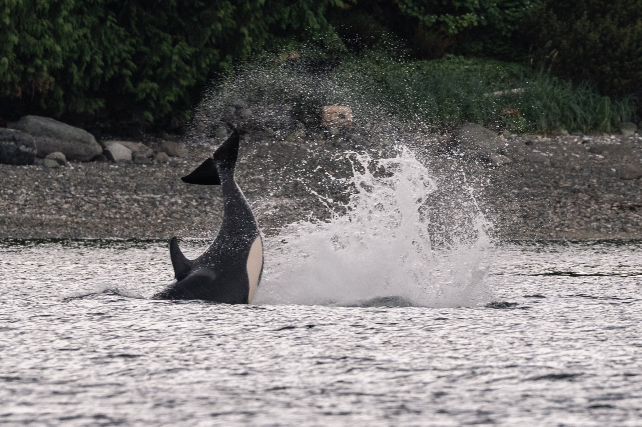 June 5, 2026, 3:30 PM - Partying through the Gulf Islands