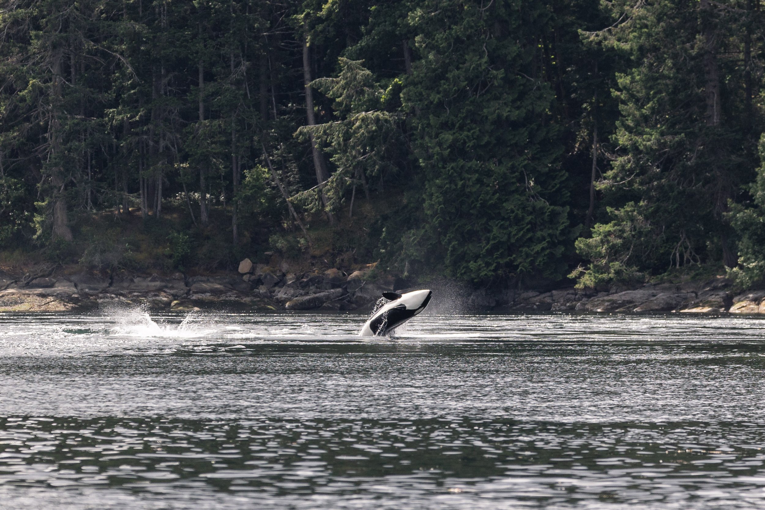 June 6, 2026 - Party time, humpbacks feeding, and a new pod too!