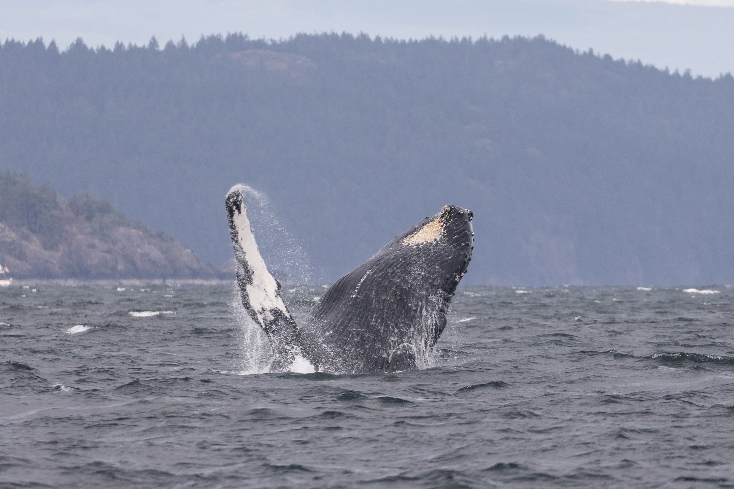 June 7, 2026, 3:30 PM - Arial the Humpback shows off for the World of Orca Tour