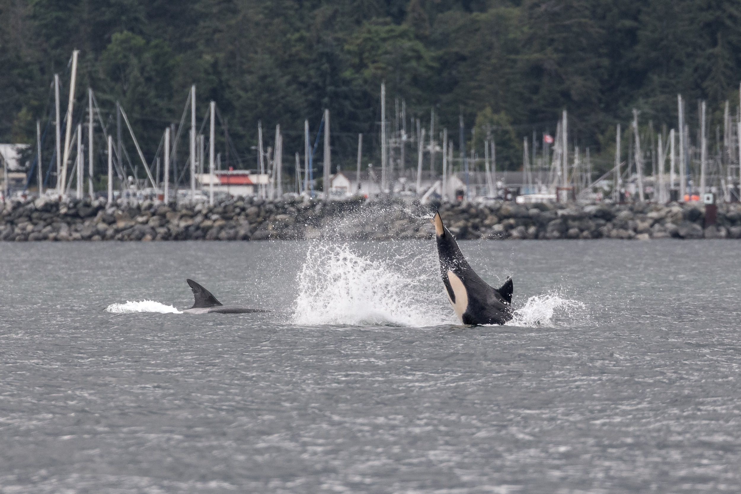 June 7, 2026, 10:30 AM - Celebrating with the orca, followed by a side of humpbacks