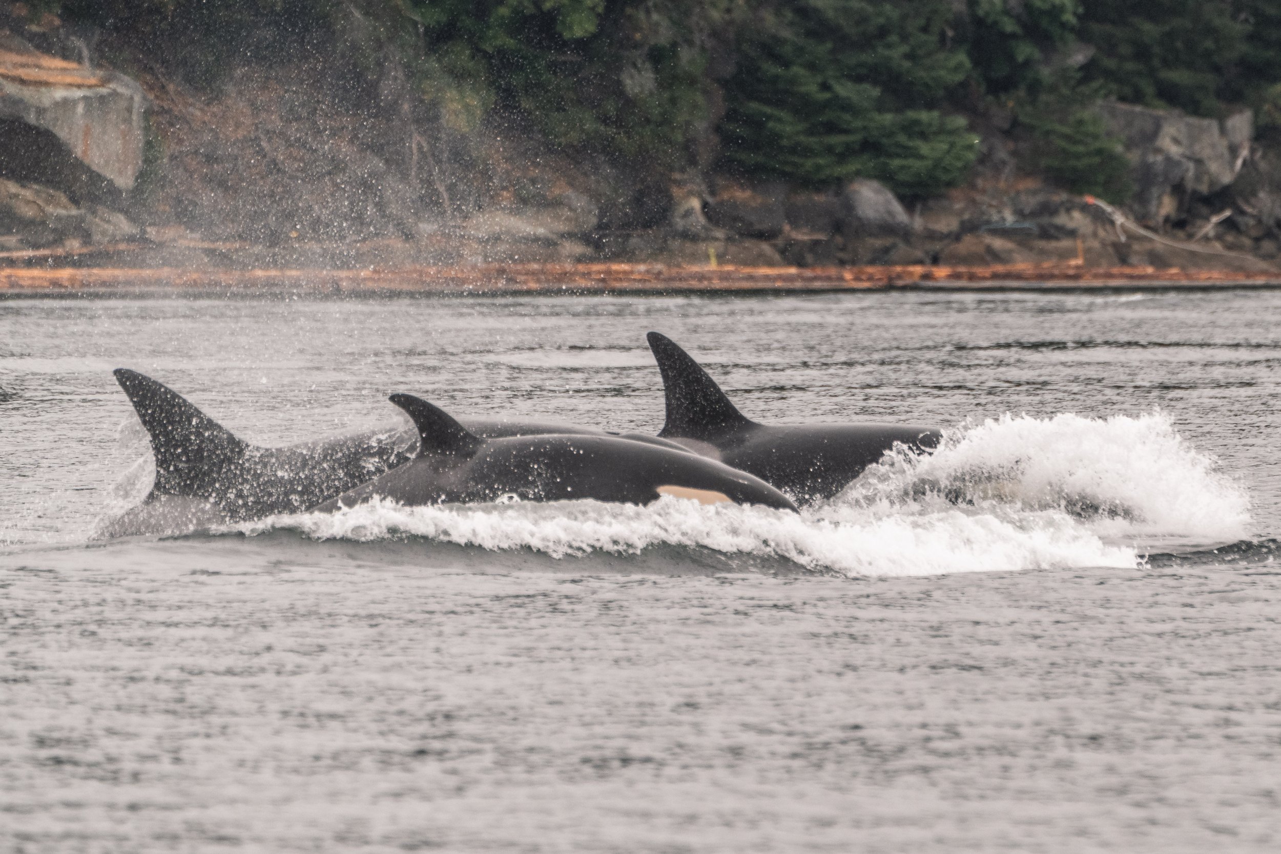June 8, 2026, 10:30 AM - A whaley great morning! 