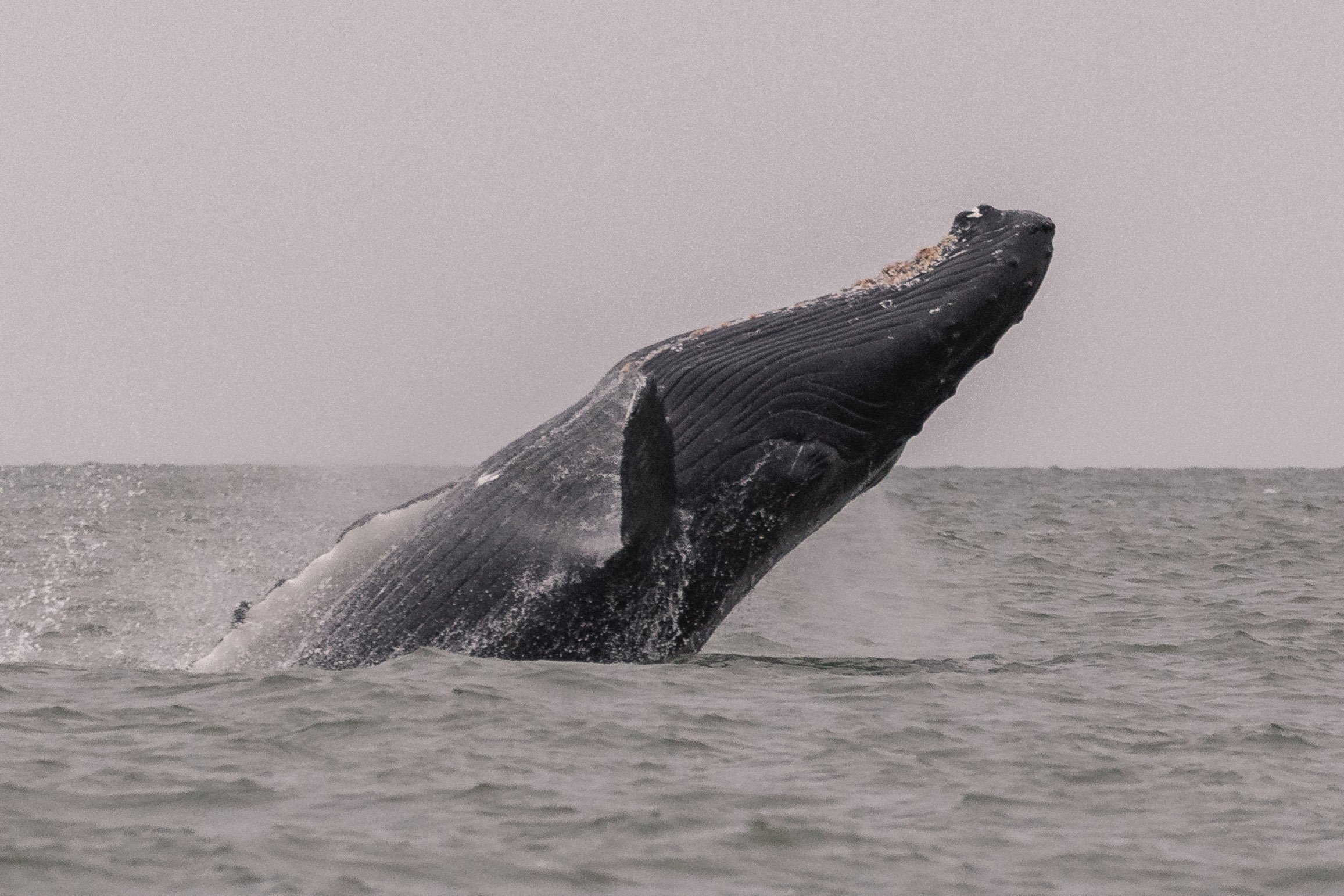 June 8, 2026, 3:30 PM - Splash happy adventures with the orca and humpbacks