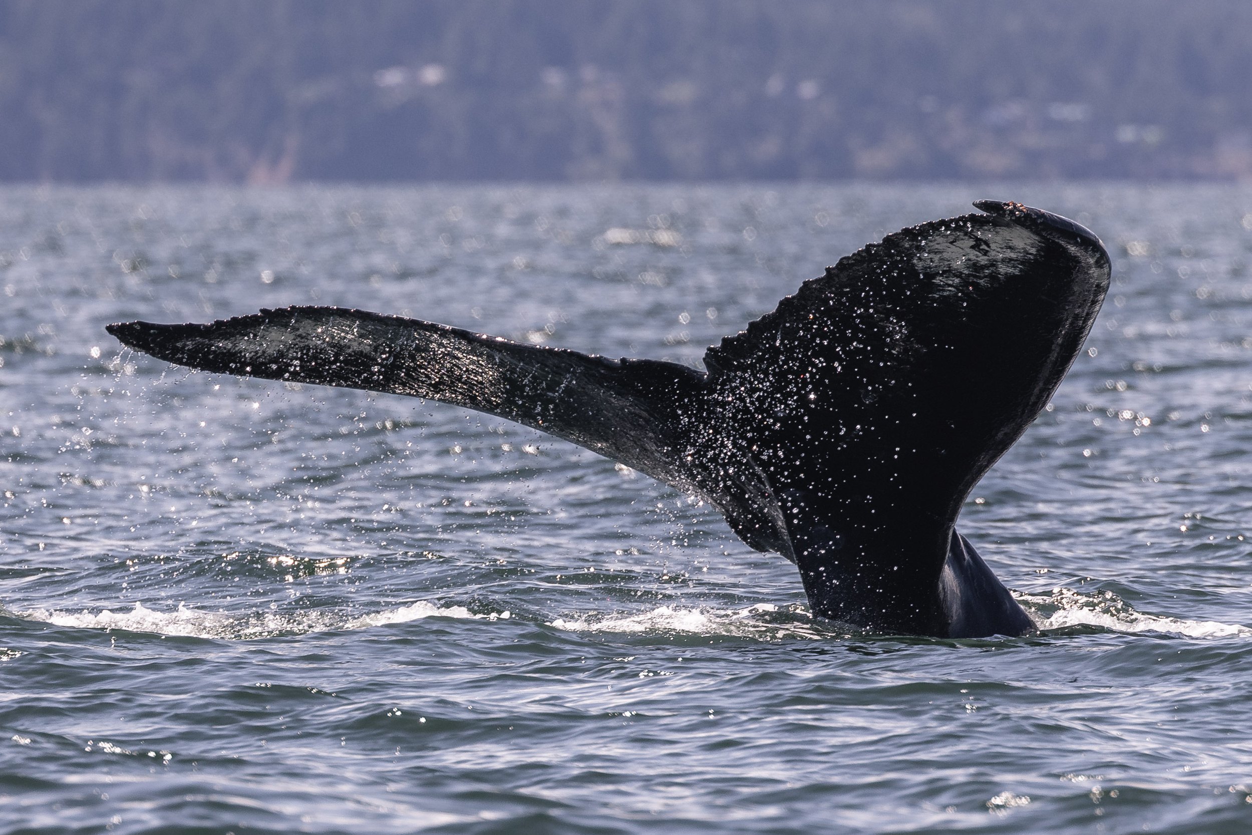 June 10, 2026, 10:30 AM - Humpback Soup!