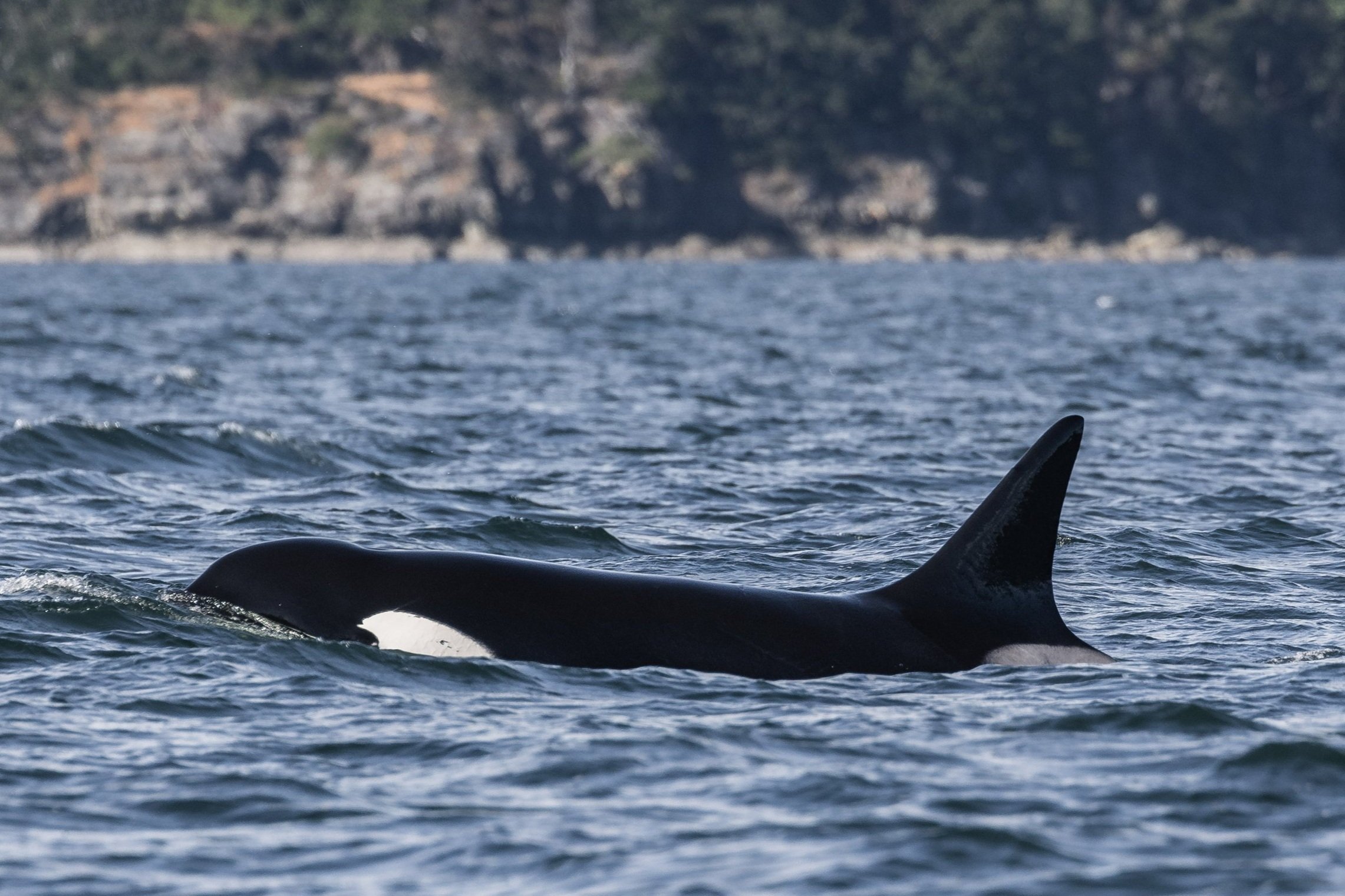 June 10, 2026, 3:30 PM - Winding through the islands for a double species day!