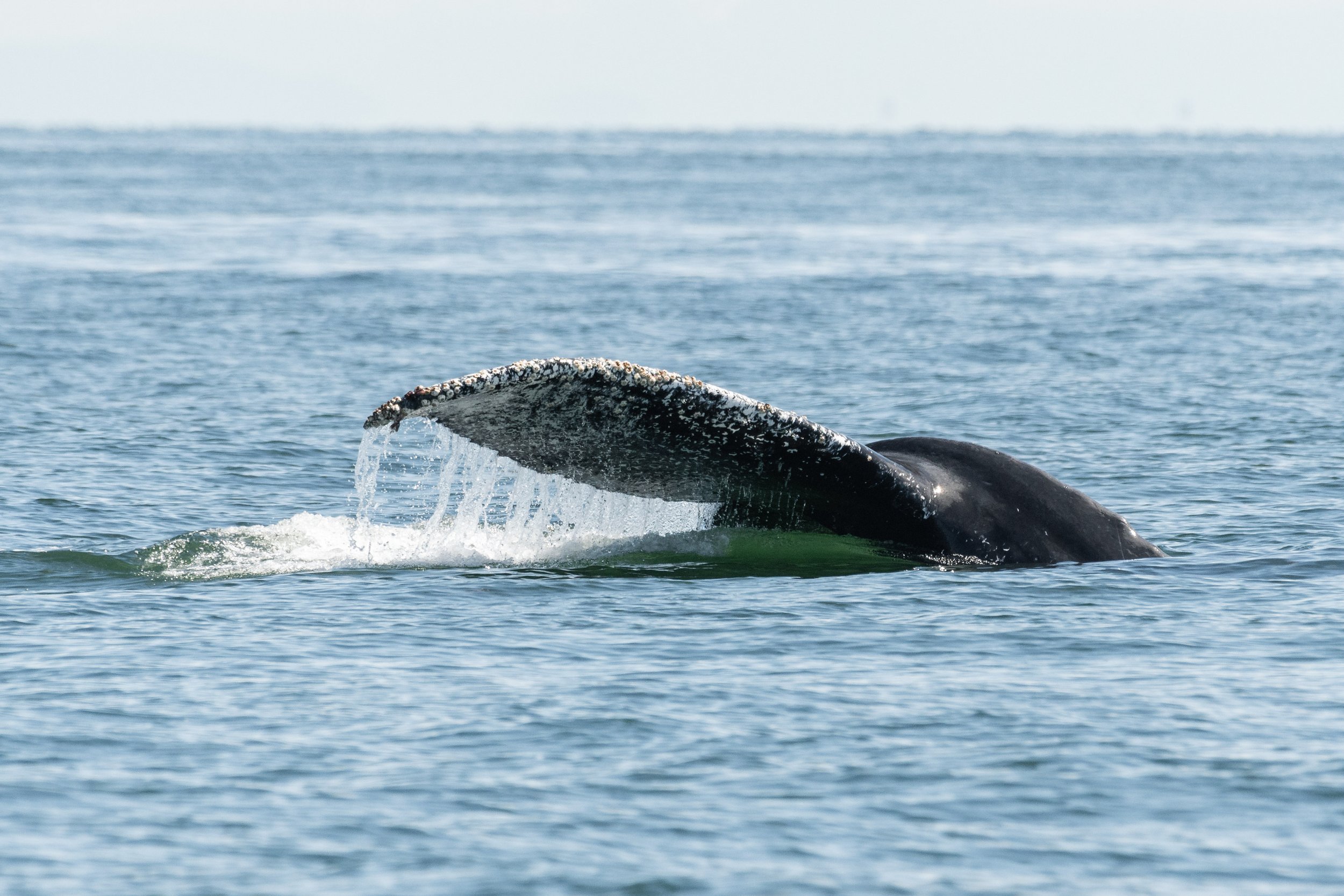 June 11, 2026, 10:30 AM - A big bowl of humpback soup in the Strait! 