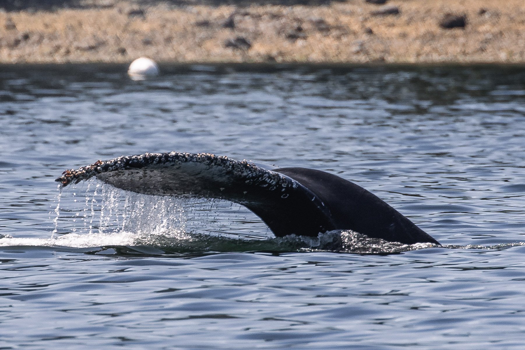 June 12, 2026, 10:30 AM - A little whale near Saltspring!