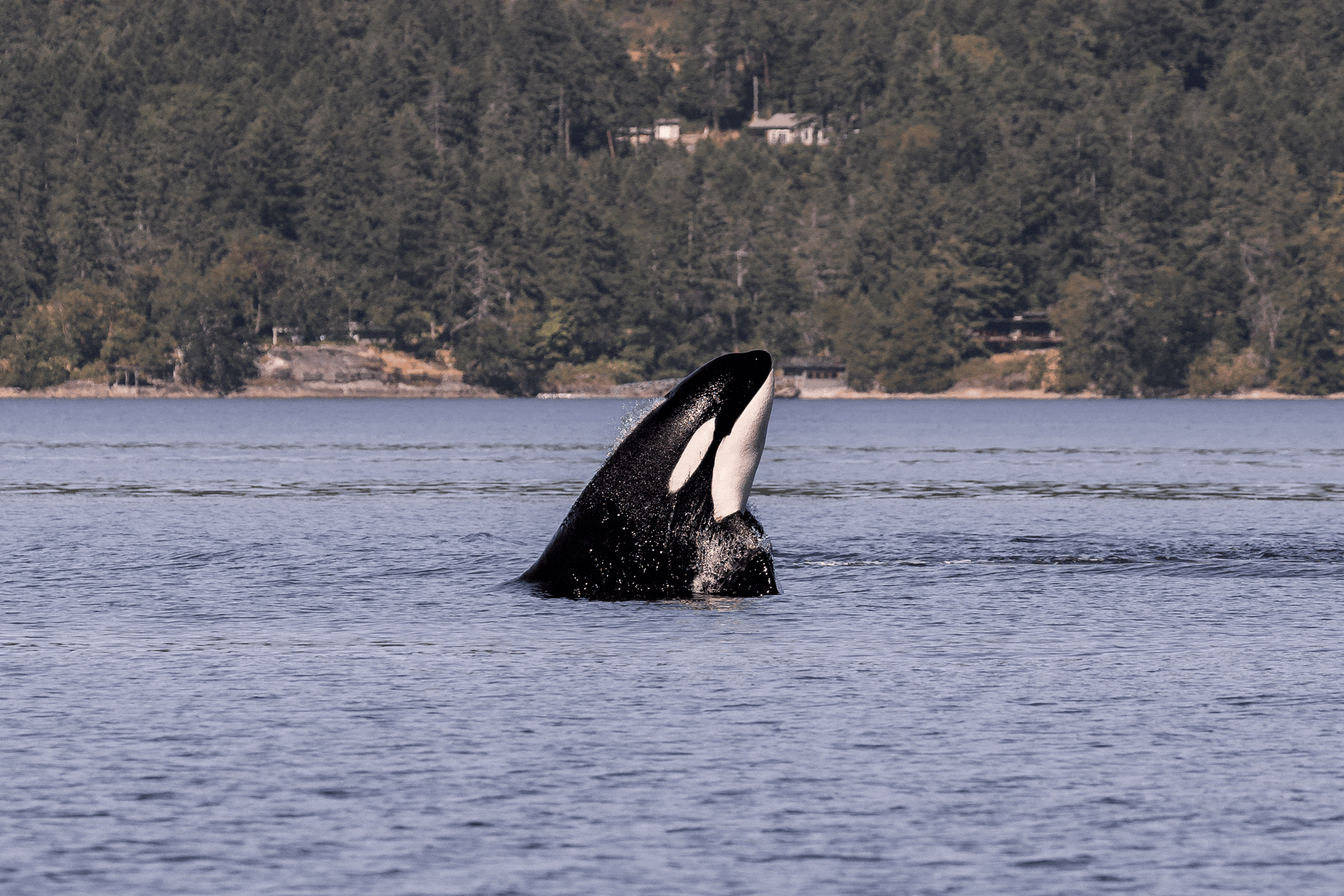 June 12, 2026, 3:30PM - From Otter to Orca: Wildlife Around Every Corner
