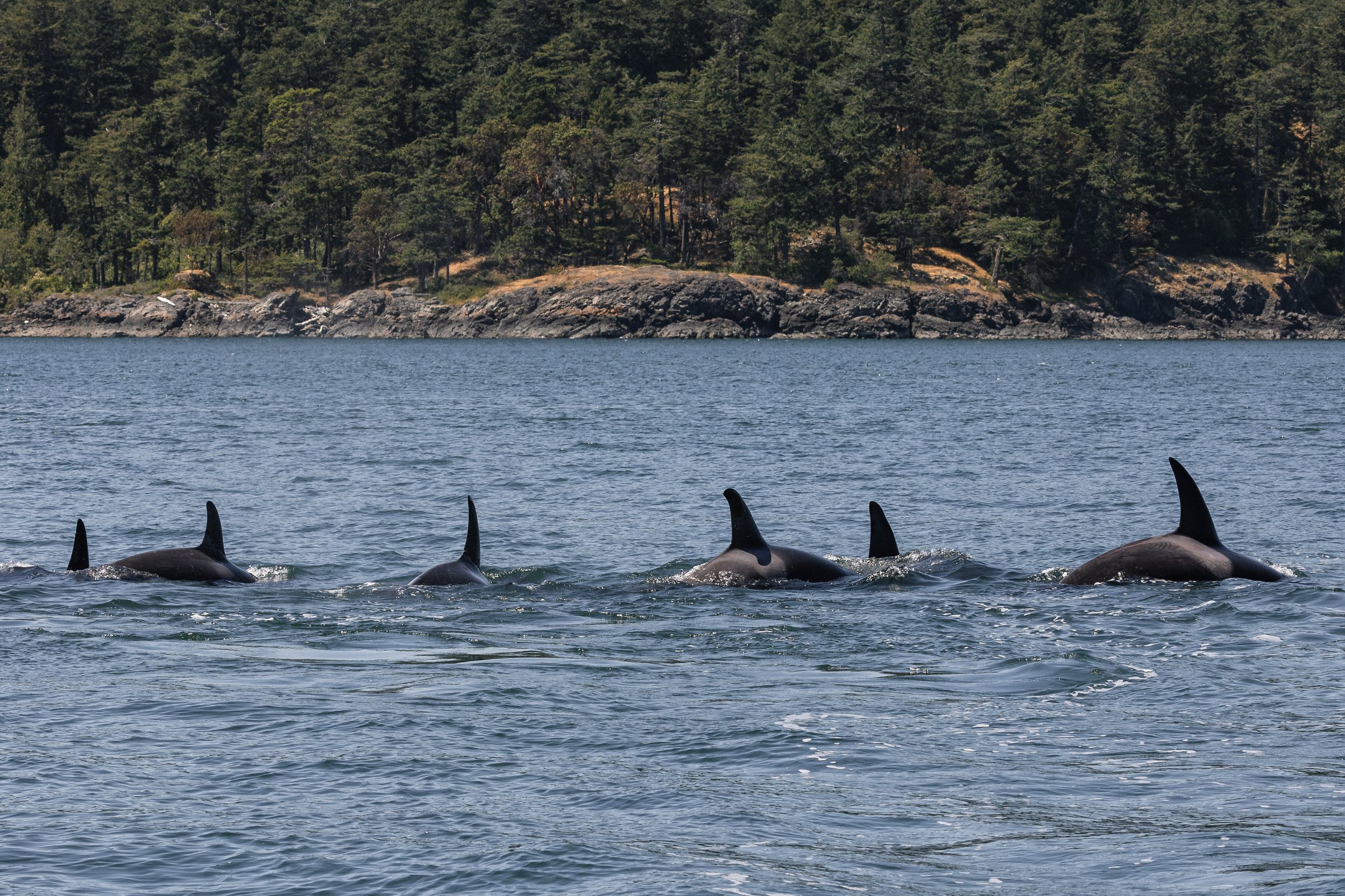 June 13, 2026, 10:30 AM - Trip to the southern region for orca