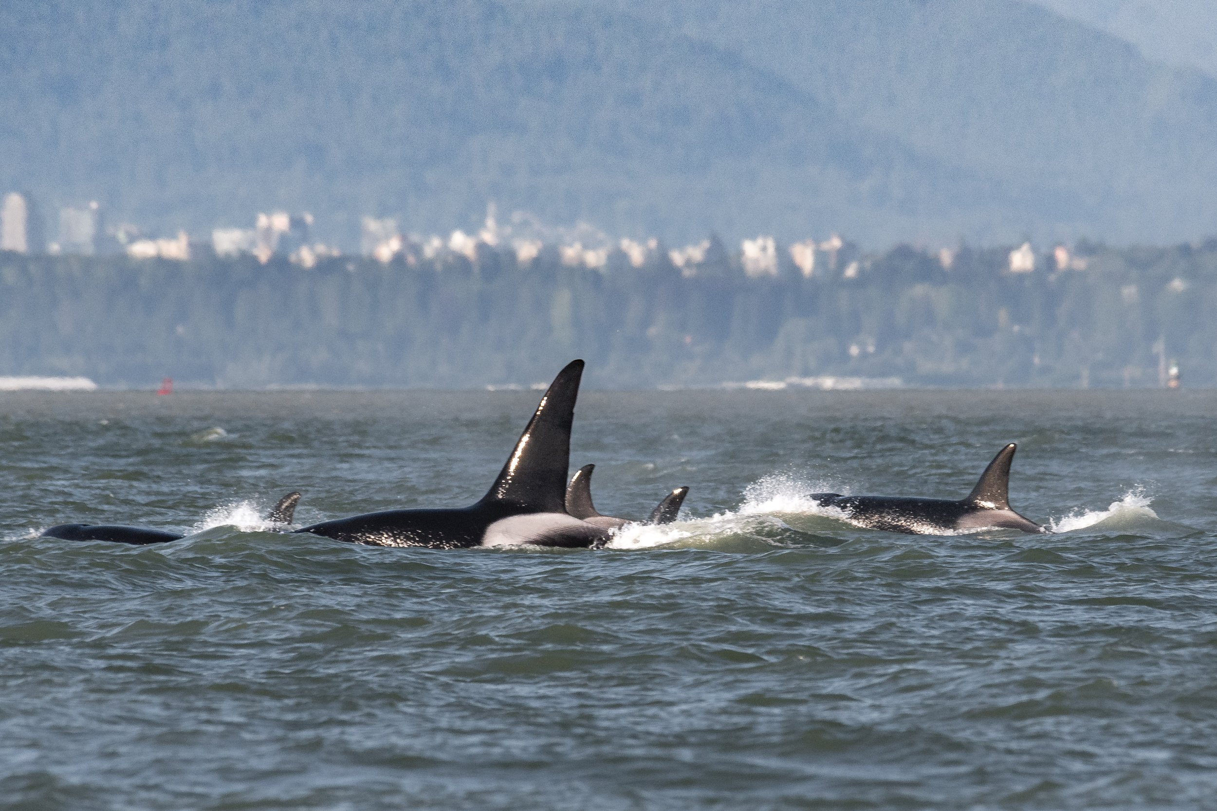 June 13, 2026, 3:30 PM - Crossing to Delta for orca!