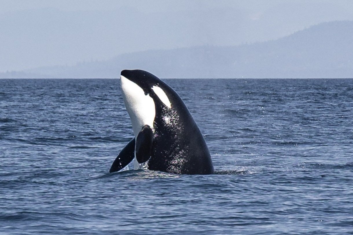 June 14, 2026, 10:30 AM - Brawling it up: Humpbacks versus Orca