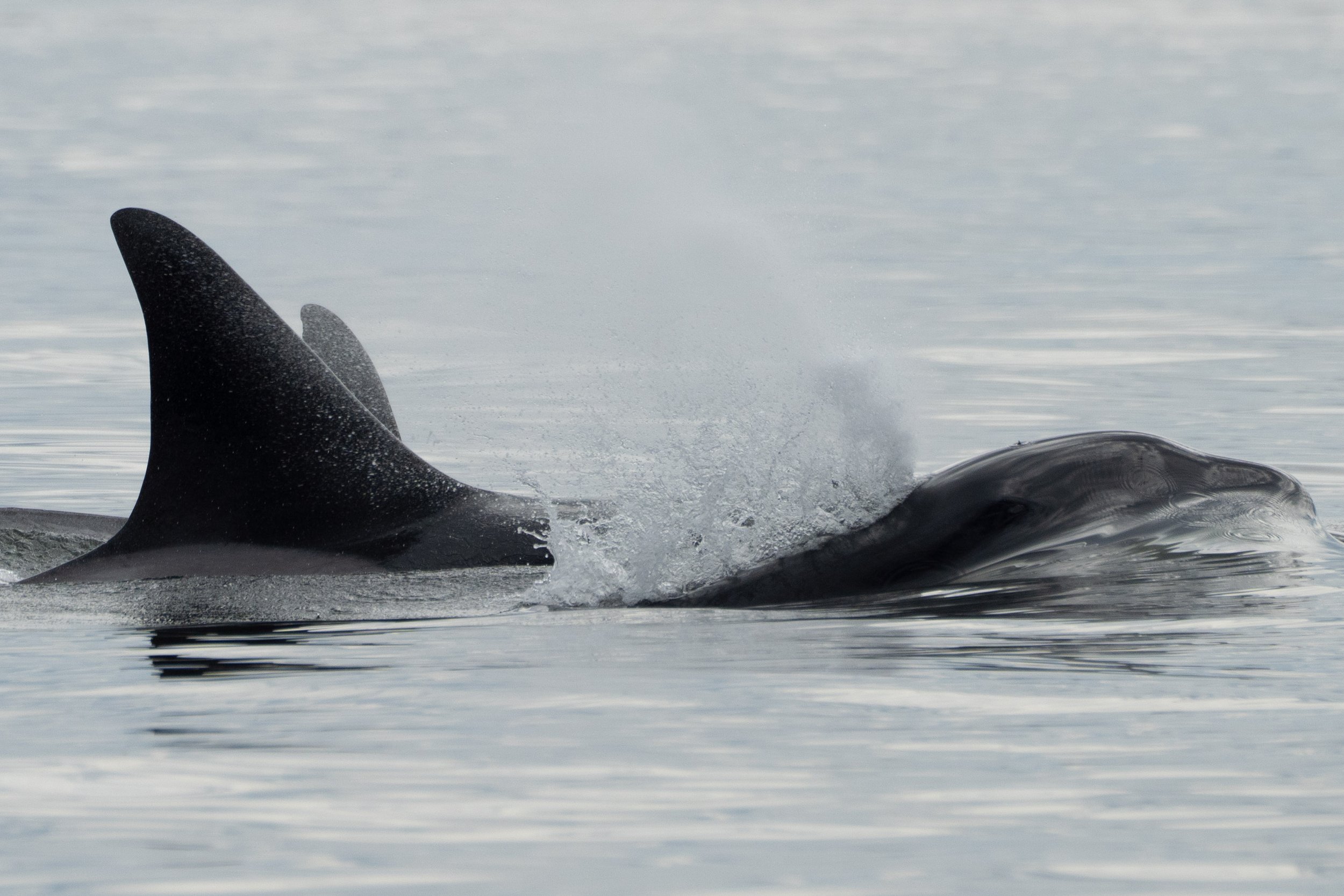 June 15, 2026, 3:30 PM - T-party in Howe Sound 