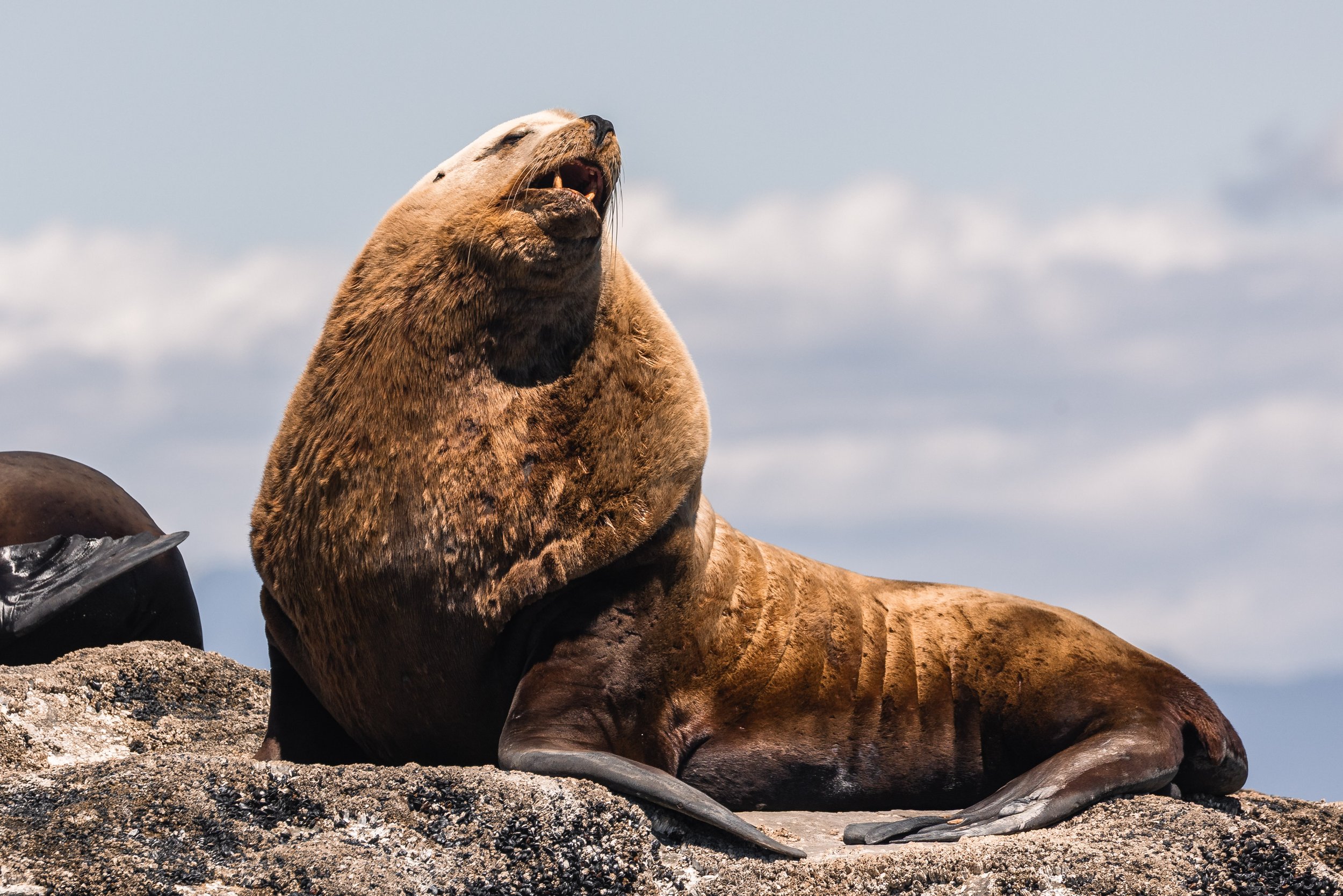 June 16, 2026, 10:30 AM - A morning exploring the wild wonders of the Salish Sea